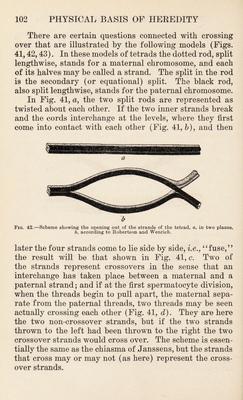 There are certain questions connected with crossing over that are illustrated by the following models (Figs. 41,42,43). In these models of tetrads the dotted rod, split lengthwise, stands for a maternal chromosome, and each of its halves! may be called a strand. The split in the rod is the secondary (or equational) split. The black rod, also split lengthwise, stands for the paternal chromosome. In Fig. 41, a, the two split rods are represented as twisted about each other. If the two inner strands break and the cords interchange at the levels, where they first come into contact with each other (Fig. 41, b), and then b Fig. 42.—Scheme showing the opening out of the strands of the tetrad, o, in two planes, 6, according to Robertson and Wenrich. later the four strands come to lie side by side, i.e., “fuse,” the result will be that shown in Fig. 41, c. Two of the strands represent crossovers in the sense that an interchange has taken place between a maternal and a paternal strand; and if at the first spermatocyte division, when the threads begin to pull apart, the maternal sepa- rate from the paternal threads, two threads may be seen actually crossing each other (Fig. 41, d). They are here the two non-crossover strands, but if the two strands thrown to the left had been thrown to the right the two crossover strands would cross over. The scheme is essen- tially the same as the chiasma of Janssens, but the strands that cross may or may not (as here) represent the cross- over strands.