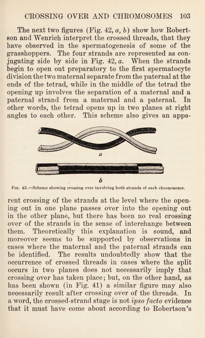 The next two figures (Fig. 42, a, b) show how Robert- son and Wenrich interpret the crossed threads, that they have observed in the spermatogenesis of some of the grasshoppers. The four strands are represented as con- jugating side by side in Fig. 42, a. When the strands begin to open out preparatory to the first spermatocyte division the two maternal separate from the paternal at the ends of the tetrad, while in the middle of the tetrad the opening up involves the separation of a maternal and a paternal strand from a maternal and a paternal. In other words, the tetrad opens up in two planes at right angles to each other. This scheme also gives an appa- Fig. 43.—Scheme showing crossing over involving both strands of each chromosome. rent crossing of the strands at the level where the open- ing out in one plane passes over into the opening out in the other plane, but there has been no real crossing over of the strands in the sense of interchange between them. Theoretically this explanation is sound, and moreover seems to be supported by observations! in cases where the maternal and the paternal strands can be identified. The results undoubtedly show that the occurrence of crossed threads in cases where the split occurs in two planes does not necessarily imply that crossing over has taken place; but, on the other hand, as has been shown (in Fig. 41) a similar figure may also necessarily result after crossing over of the threads. In a word, the crossed-strand stage is not ipso facto evidence that it must have come about according to Robertson’s