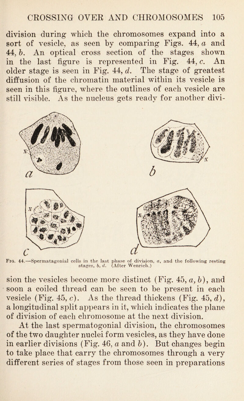 division during which the chromosomes expand into a sort of vesicle, as seen by comparing Figs. 44, a and 44, b. An optical cross section of the stages shown in the last figure is represented in Fig. 44, c. An older stage is seen in Fig. 44, d. The stage of greatest diffusion of the chromatin material within its vesicle is seen in this figure, where the outlines of each vesicle are still visible. As the nucleus gets ready for another divi- Fia. 44.—Spermatagonial cells in the last phase of division, a, and the following resting stages, b, d. (After Wenrich.) sion the vesicles become more distinct (Fig. 45, a,b), and soon a coiled thread can be seen to be present in each vesicle (Fig. 45, c). As the thread thickens (Fig. 45, d), a longitudinal split appears in it, which indicates the plane of division of each chromosome at the next division. At the last spermatogonial division, the chromosomes of the two daughter nuclei form vesicles, as they have done in earlier divisions (Fig. 46, a and b). But changes begin to take place that carry the chromosomes through a very different series of stages from those seen in preparations