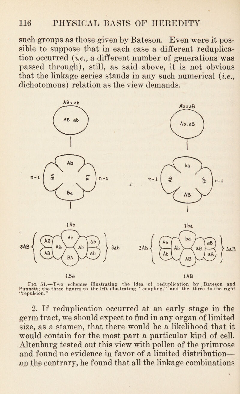 such groups as those given by Bateson. Even were it pos- sible to suppose that in each case a different reduplica- tion occurred (i.ea different number of generations was passed through), still, as said above, it is not obvious that the linkage series stands in any such numerical {i.e., dichotomous) relation as the view demands. Fig. 51.—Two schemes illustrating the idea of reduplication by Bateson and Punnett; the three figures to the left illustrating “coupling,” and the three to the right “repulsion.” 2. If reduplication occurred at an early stage in the germ tract, we should expect to find in any organ of limited size, as a stamen, that there would be a likelihood that it would contain for the most part a particular kind of cell. Altenburg tested out this view with pollen of the primrose and found no evidence in favor of a limited distribution— nn the contrary, he found that all the linkage combinations