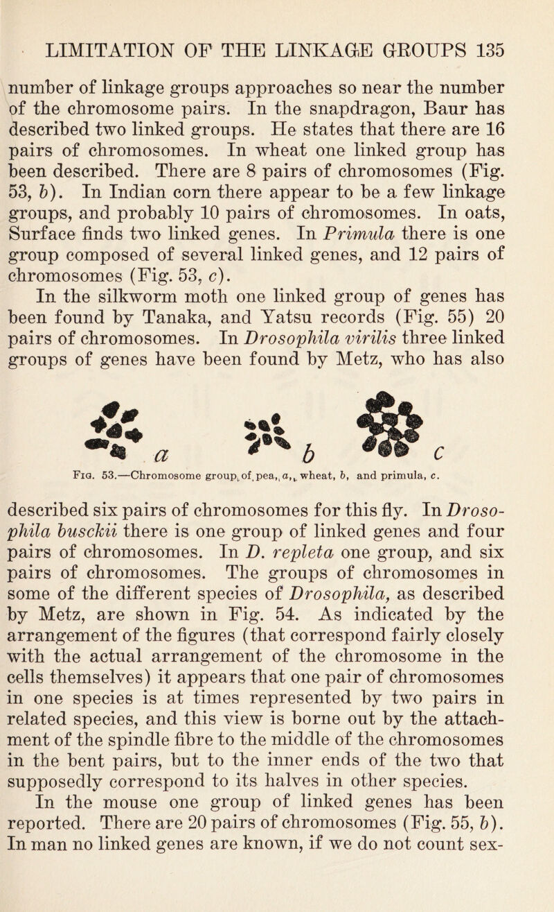 number of linkage groups approaches so near the number of the chromosome pairs. In the snapdragon, Baur has described two linked groups. He states that there are 16 pairs of chromosomes. In wheat one linked group has been described. There are 8 pairs of chromosomes (Fig. 53, b). In Indian com there appear to be a few linkage groups, and probably 10 pairs of chromosomes. In oats, Surface finds two linked genes. In Primula there is one group composed of several linked genes, and 12 pairs of chromosomes (Fig. 53, c). In the silkworm moth one linked group of genes has been found by Tanaka, and Yatsu records (Fig. 55) 20 pairs of chromosomes. In Drosophila virilis three linked groups of genes have been found by Metz, who has also Fig. 53.—Chromosome grouptof pea,,a,, wheat, b, and primula, c. described six pairs of chromosomes for this fly. In Droso- phila busckii there is one group of linked genes and four pairs of chromosomes. In D. repleta one group, and six pairs of chromosomes. The groups of chromosomes in some of the different species of Drosophila, as described by Metz, are shown in Fig. 54. As indicated by the arrangement of the figures (that correspond fairly closely with the actual arrangement of the chromosome in the cells themselves) it appears that one pair of chromosomes in one species is at times represented by two pairs in related species, and this view is borne out by the attach- ment of the spindle fibre to the middle of the chromosomes in the bent pairs, but to the inner ends of the two that supposedly correspond to its halves in other species. In the mouse one group of linked genes has been reported. There are 20 pairs of chromosomes (Fig. 55, b). In man no linked genes are known, if we do not count sex-