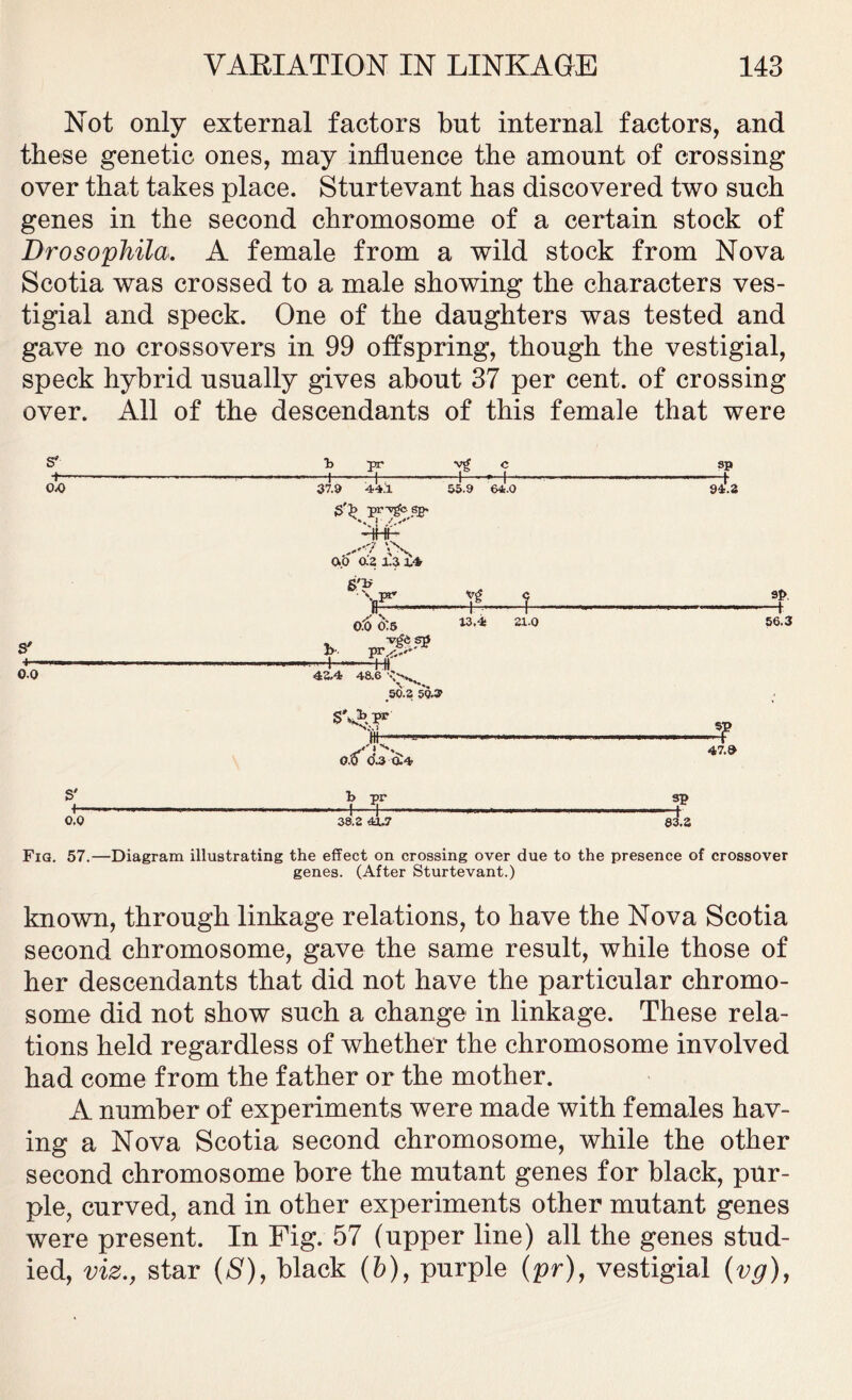 Not only external factors but internal factors, and these genetic ones, may influence the amount of crossing over that takes place. Sturtevant has discovered two such genes in the second chromosome of a certain stock of Drosophila. A female from a wild stock from Nova Scotia was crossed to a male showing the characters ves- tigial and speck. One of the daughters was tested and gave no crossovers in 99 offspring, though the vestigial, speck hybrid usually gives about 37 per cent, of crossing over. All of the descendants of this female that were 0-0 S' 4— 0.0 37.9 44.1 S'> prvgb sp* hHh 0.0 a'2 £3 S'* b- + 55.9 64.0 o.d 0:5 Vvs.-'' vg + 13.4 21.0 42,4 48.6 50.2 50.31 ^ O.Q 023 0.4 »P 94.2 47.» 9P. 56.3 S' 4- 1) pr -? 83.2 0.0 38.2 4127 Fia. 57.—Diagram illustrating the effect on crossing over due to the presence of crossover genes. (After Sturtevant.) known, through linkage relations, to have the Nova Scotia second chromosome, gave the same result, while those of her descendants that did not have the particular chromo- some did not show such a change in linkage. These rela- tions held regardless of whether the chromosome involved had come from the father or the mother. A number of experiments were made with females hav- ing a Nova Scotia second chromosome, while the other second chromosome bore the mutant genes for black, pur- ple, curved, and in other experiments other mutant genes were present. In Fig. 57 (upper line) all the genes stud- ied, viz., star (8), black (b), purple (pr), vestigial (vg),