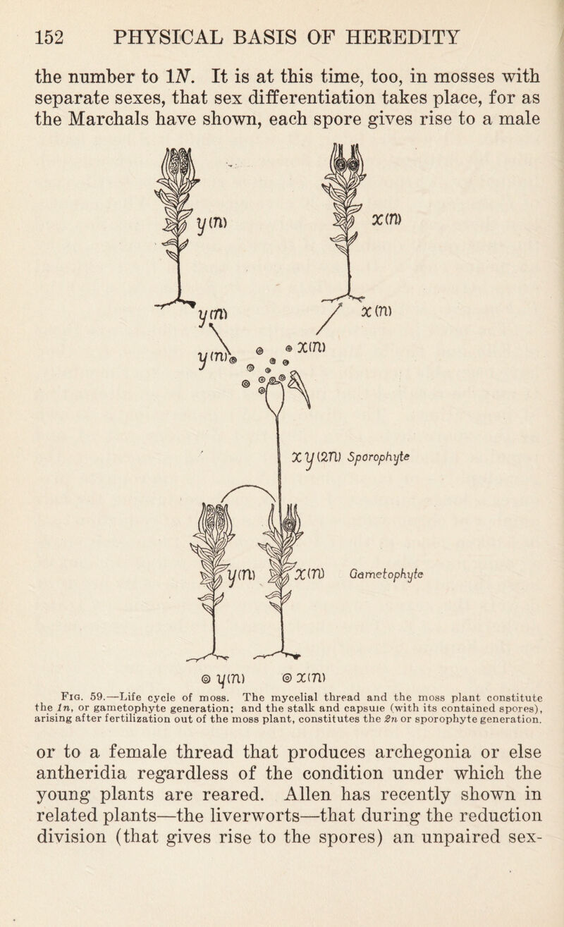 the number to IN. It is at this time, too, in mosses with separate sexes, that sex differentiation takes place, for as the Marchals have shown, each spore gives rise to a male ® yim © xiTi) Fig. 59.—Life cycle of moss. The mycelial thread and the moss plant constitute the In, or gametophyte generation; and the stalk and capsule (with its contained spores), arising after fertilization out of the moss plant, constitutes the 2n or sporophyte generation. or to a female thread that produces archegonia or else antheridia regardless of the condition under which the young plants are reared. Allen has recently shown in related plants—the liverworts—that during the reduction division (that gives rise to the spores) an unpaired sex-