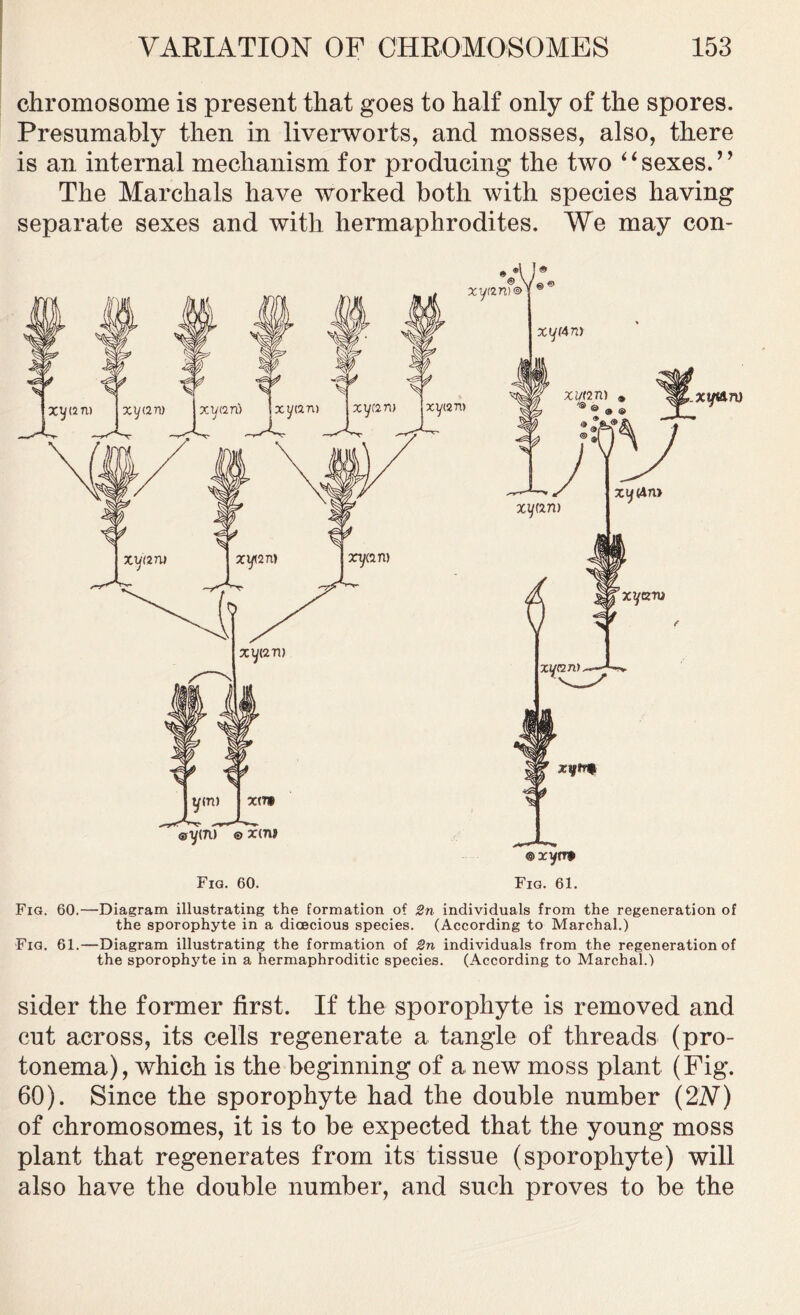 chromosome is present that goes to half only of the spores. Presumably then in liverworts, and mosses, also, there is an internal mechanism for producing the two “sexes.” The Mar dials have worked both with species having separate sexes and with hermaphrodites. We may con- Fig. 60. Fig. 61. Fig. 60.—Diagram illustrating the formation of 2n individuals from the regeneration of the sporophyte in a dioecious species. (According to Marchal.) Fig. 61.—Diagram illustrating the formation of 2n individuals from the regeneration of the sporophyte in a hermaphroditic species. (According to Marchal.) sider the former first. If the sporophyte is removed and cut across, its cells regenerate a tangle of threads (pro- tonema), which is the beginning of a new moss plant (Fig. 60). Since the sporophyte had the double number (2N) of chromosomes, it is to be expected that the young moss plant that regenerates from its tissue (sporophyte) will also have the double number, and such proves to be the