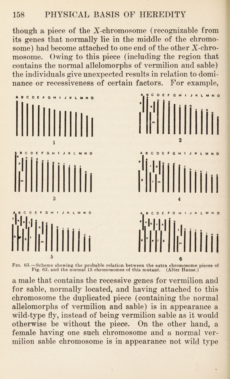 though a piece of the X-chromosome (recognizable from its genes that normally lie in the middle of the chromo- some) had become attached to one end of the other X-chro- mosome. Owing to this piece (including the region that contains the normal allelomorphs of vermilion and sable) the individuals give unexpected results in relation to domi- nance or recessiveness of certain factors. For example, Fig. 63.—Scheme showing the probable relation between the extra chromosome pieces of Fig. 62, and the normal 15 chromosomes of this mutant. (After Hanse.) a male that contains the recessive genes for vermilion and for sable, normally located, and having attached to this chromosome the duplicated piece (containing the normal allelomorphs of vermilion and sable) is in appearance a wild-type fly, instead of being vermilion sable as it would otherwise be without the piece. On the other hand, a female having one such chromosome and a normal ver- milion sable chromosome is in appearance not wild type