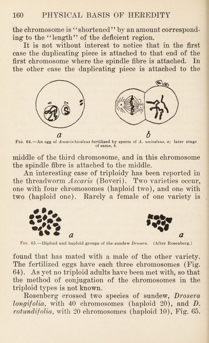 the chromosome is 4 ‘ shortened ’ ’ by an amount correspond- ing to the ‘4 length’ ’ of the deficient region. It is not without interest to notice that in the first case the duplicating piece is attached to that end of the first chromosome where the spindle fibre is attached. In the other case the duplicating piece is attached to the a b Fig. 64.—An egg of Ascarisbivalens fertilized by sperm of A. univalens, a; later stage of same, b. middle of the third chromosome, and in this chromosome the spindle fibre is attached to the middle. An interesting case of triploidy has been reported in the threadworm Ascaris (Boveri). Two varieties occur, one with four chromosomes (haploid two), and one with two (haploid one). Rarely a female of one variety is •ft} a a Fig. 65.—Diploid and haploid groups of the sundew Drosera. (After Rosenberg.) found that has mated with a male of the other variety. The fertilized eggs have each three chromosomes (Fig. 64). As yet no triploid adults have been met with, so that the method of conjugation of the chromosomes in the triploid types is not known. Rosenberg crossed two species of sundew, Drosera longifolia, with 40 chromosomes (haploid 20), and D. rotundifolia, with 20 chromosomes (haploid 10), Fig. 65.