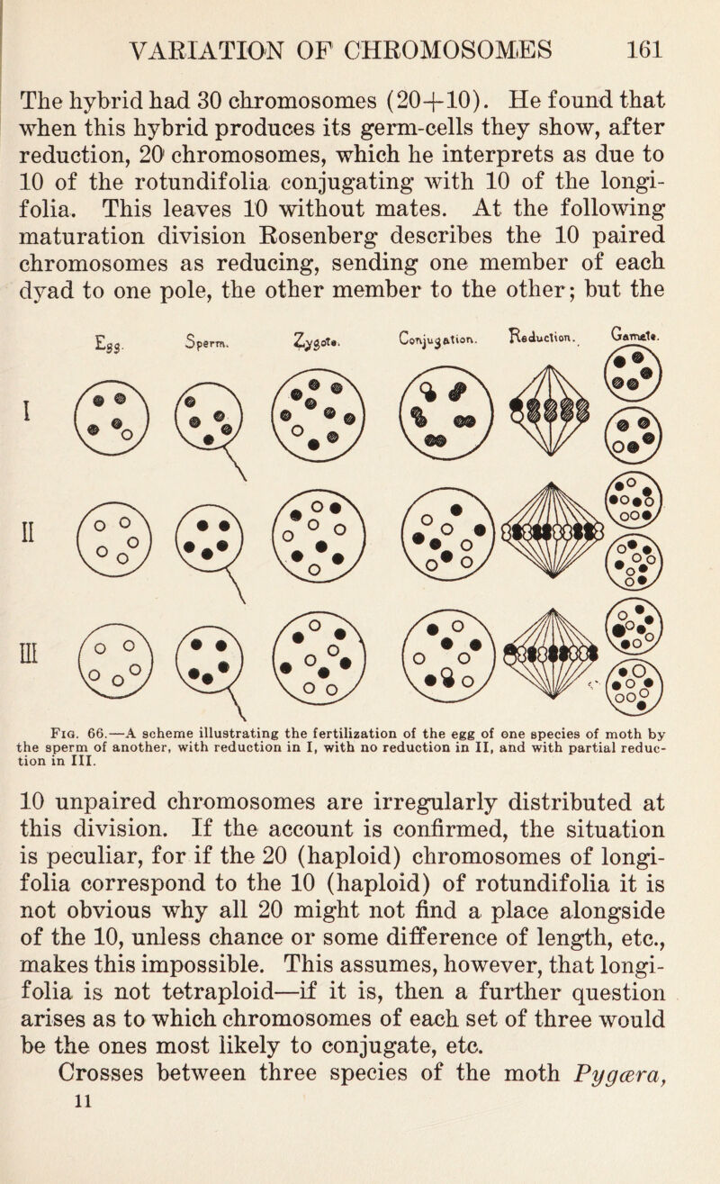 The hybrid had 30 chromosomes (20+10). He found that when this hybrid produces its germ-cells they show, after reduction, 20 chromosomes, which he interprets as due to 10 of the rotundifolia conjugating with 10 of the longi- folia. This leaves 10 without mates. At the following maturation division Rosenberg describes the 10 paired chromosomes as reducing, sending one member of each dyad to one pole, the other member to the other; hut the Fig. 66.—A scheme illustrating the fertilization of the egg of one species of moth by the sperm of another, with reduction in I, with no reduction in II, and with partial reduc- tion in III. 10 unpaired chromosomes are irregularly distributed at this division. If the account is confirmed, the situation is peculiar, for if the 20 (haploid) chromosomes of longi- folia correspond to the 10 (haploid) of rotundifolia it is not obvious why all 20 might not find a place alongside of the 10, unless chance or some difference of length, etc., makes this impossible. This assumes, however, that longi- folia is not tetraploid—if it is, then a further question arises as to which chromosomes of each set of three would he the ones most likely to conjugate, etc. Crosses between three species of the moth Pygcera, li