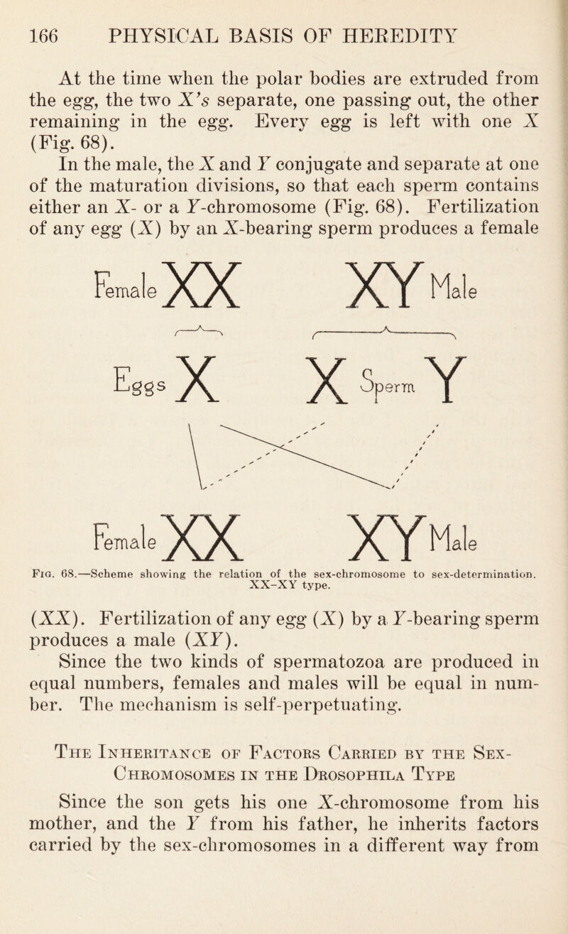 At the time when the polar bodies are extruded from the egg, the two X’s separate, one passing out, the other remaining in the egg. Every egg is left with one X (Fig. 68). In the male, the X and Y conjugate and separate at one of the maturation divisions, so that each sperm contains either an X- or a F-chromosome (Fig. 68). Fertilization of any egg (A) by an A-bearing sperm produces a female Female XX XY^ Fig. 68.—Scheme showing the relation of the sex-chromosome to sex-determination. XX-XY type. (XX). Fertilization of any egg (A) by a E-bearing sperm produces a male (AF). Since the two kinds of spermatozoa are produced in equal numbers, females and males will be equal in num- ber. The mechanism is self-perpetuating. The Inheritance of Factors Carried by the Sex- Chromosomes in the Drosophila Type Since the son gets his one A-chromosome from his mother, and the F from his father, he inherits factors carried by the sex-chromosomes in a different way from