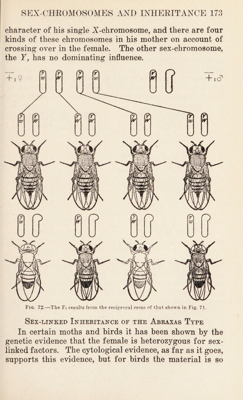 character of his single X-chromosome, and there are four kinds of these chromosomes in his mother on account of crossing over in the female. The other sex-chromosome, the Y, has no dominating influence. Fig. 72.—The F? results from the reciprocal cross of that shown in Fig. 71. Sex-linked Inheritance of the Abraxas Type In certain moths and birds it has been shown by the genetic evidence that the female is heterozygous for sex- linked factors. The cytological evidence, as far as it goes, supports this evidence, but for birds the material is so