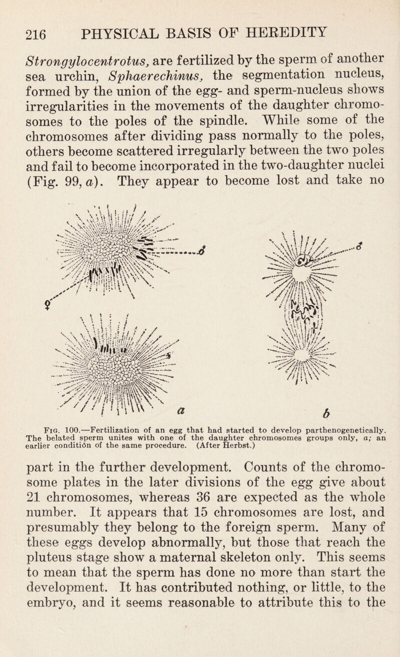 Strongylocentrotus, are fertilized by the sperm of another sea urchin, Sphaerechinus, the segmentation nucleus, formed by the union of the egg- and sperm-nucleus shows irregularities in the movements of the daughter chromo- somes to the poles of the spindle. While some of the chromosomes after dividing pass normally to the poles, others become scattered irregularly between the two poles and fail to become incorporated in the two-daughter nuclei (Fig. 99, a). They appear to become lost and take no ' . Z .» f . • . , .. . , J . t *rr jnW\ * \ vVU///, ...*<? \v t s •w S. •%\Y •• V I v Al ■ vx b Fig. 100.—Fertilization of an egg that had started to develop parthenogenetically. The belated sperm unites with one of the daughter chromosomes groups only, a; an earlier condition of the same procedure. (After Herbst.) part in the further development. Counts of the chromo- some plates in the later divisions of the egg give about 21 chromosomes, whereas 36 are expected as the whole number. It appears that 15 chromosomes are lost, and presumably they belong to the foreign sperm. Many of these eggs develop abnormally, but those that reach the pluteus stage show a maternal skeleton only. This seems to mean that the sperm has done no more than start the development. It has contributed nothing, or little, to the embryo, and it seems reasonable to attribute this to the