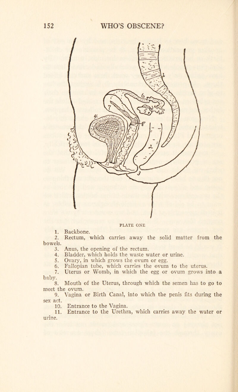 PLATE ONE 1. Backbone. 2. Rectum, which carries away the solid matter from the bowels. 3. Anus, the opening of the rectum. 4. Bladder, which holds the waste water or urine. 5. Ovary, in which grows the ovum or egg. 6. Fallopian tube, which carries the ovum to the uterus. 7. Uterus or Womb, in which the egg or ovum grows into a baby. 8. Mouth of the Uterus, through which the semen has to go to meet the ovum. 9. Vagina or Birth Canal, into which the penis fits during the sex act. 10. Entrance to the Vagina. 11. Entrance to the Urethra, which carries away the water or urine.