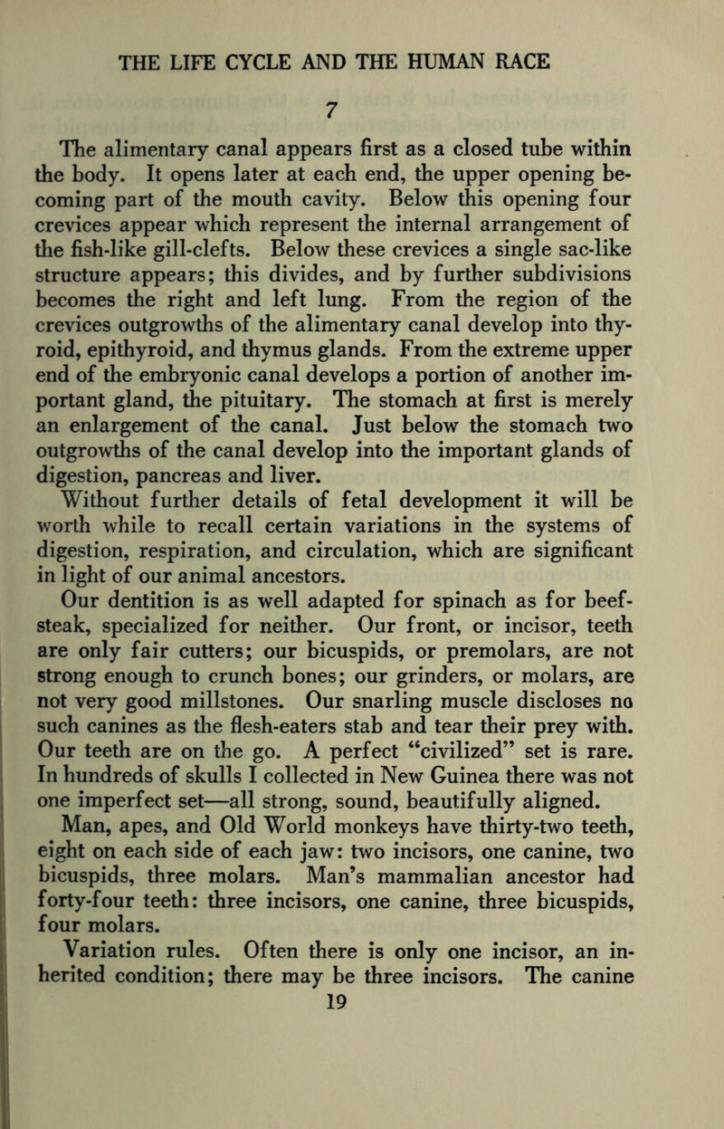 7 The alimentary canal appears first as a closed tube within the body. It opens later at each end, the upper opening be¬ coming part of the mouth cavity. Below this opening four crevices appear which represent the internal arrangement of the fish-like gill-clefts. Below these crevices a single sac-like structure appears; this divides, and by further subdivisions becomes the right and left lung. From the region of the crevices outgrowths of the alimentary canal develop into thy¬ roid, epithyroid, and thymus glands. From the extreme upper end of the embryonic canal develops a portion of another im¬ portant gland, the pituitary. The stomach at first is merely an enlargement of the canal. Just below the stomach two outgrowths of the canal develop into the important glands of digestion, pancreas and liver. Without further details of fetal development it will be worth while to recall certain variations in the systems of digestion, respiration, and circulation, which are significant in light of our animal ancestors. Our dentition is as well adapted for spinach as for beef¬ steak, specialized for neither. Our front, or incisor, teeth are only fair cutters; our bicuspids, or premolars, are not strong enough to crunch bones; our grinders, or molars, are not very good millstones. Our snarling muscle discloses no such canines as the flesh-eaters stab and tear their prey with. Our teeth are on the go. A perfect “civilized” set is rare. In hundreds of skulls I collected in New Guinea there was not one imperfect set—all strong, sound, beautifully aligned. Man, apes, and Old World monkeys have thirty-two teeth, eight on each side of each jaw: two incisors, one canine, two bicuspids, three molars. Man’s mammalian ancestor had forty-four teeth: three incisors, one canine, three bicuspids, four molars. Variation rules. Often there is only one incisor, an in¬ herited condition; there may be three incisors. The canine