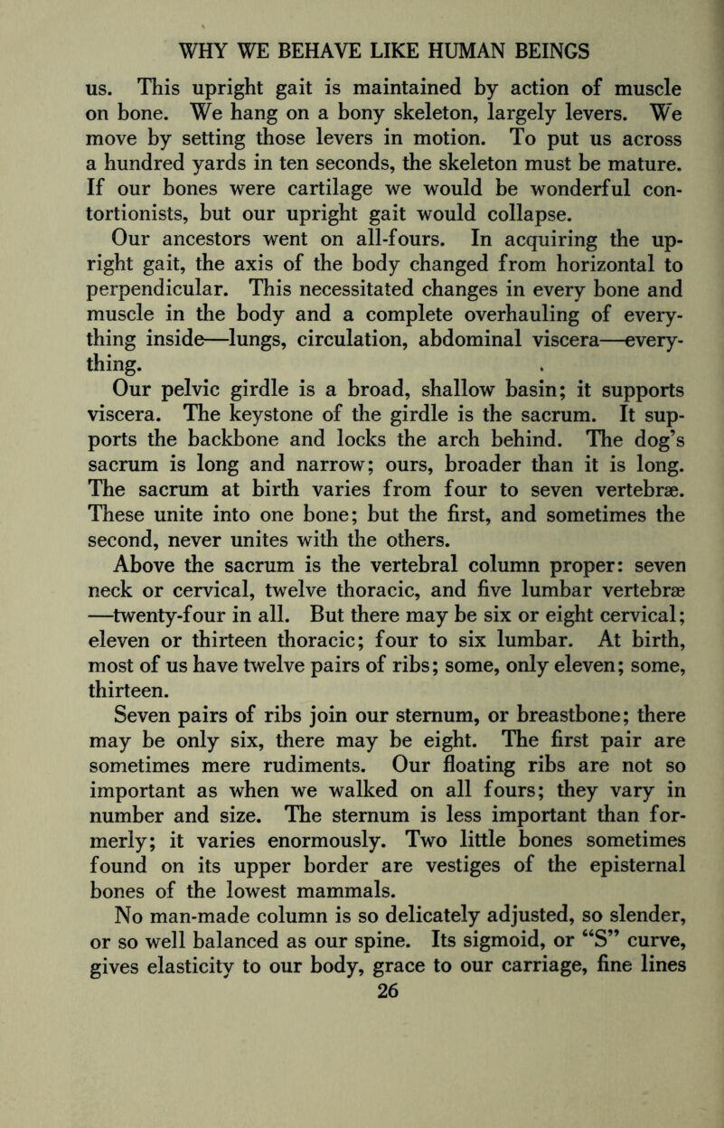 us. This upright gait is maintained by action of muscle on bone. We hang on a bony skeleton, largely levers. We move by setting those levers in motion. To put us across a hundred yards in ten seconds, the skeleton must be mature. If our bones were cartilage we would be wonderful con¬ tortionists, but our upright gait would collapse. Our ancestors went on all-fours. In acquiring the up¬ right gait, the axis of the body changed from horizontal to perpendicular. This necessitated changes in every bone and muscle in the body and a complete overhauling of every¬ thing inside—lungs, circulation, abdominal viscera—every¬ thing. Our pelvic girdle is a broad, shallow basin; it supports viscera. The keystone of the girdle is the sacrum. It sup¬ ports the backbone and locks the arch behind. The dog’s sacrum is long and narrow; ours, broader than it is long. The sacrum at birth varies from four to seven vertebrae. These unite into one bone; but the first, and sometimes the second, never unites with the others. Above the sacrum is the vertebral column proper: seven neck or cervical, twelve thoracic, and five lumbar vertebrae —twenty-four in all. But there may be six or eight cervical; eleven or thirteen thoracic; four to six lumbar. At birth, most of us have twelve pairs of ribs; some, only eleven; some, thirteen. Seven pairs of ribs join our sternum, or breastbone; there may be only six, there may be eight. The first pair are sometimes mere rudiments. Our floating ribs are not so important as when we walked on all fours; they vary in number and size. The sternum is less important than for¬ merly; it varies enormously. Two little bones sometimes found on its upper border are vestiges of the episternal bones of the lowest mammals. No man-made column is so delicately adjusted, so slender, or so well balanced as our spine. Its sigmoid, or “S” curve, gives elasticity to our body, grace to our carriage, fine lines