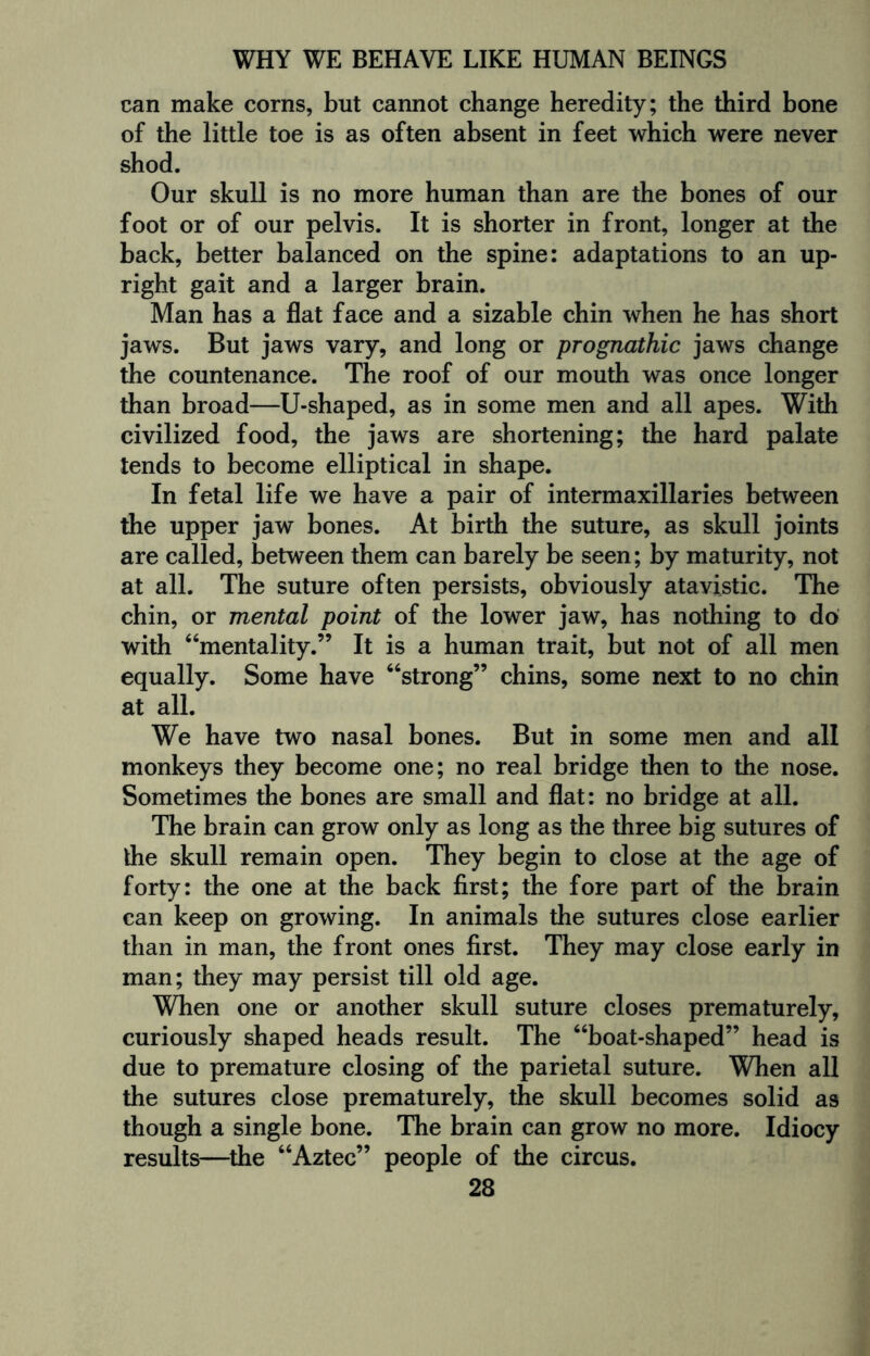 can make corns, but cannot change heredity; the third bone of the little toe is as often absent in feet which were never shod. Our skull is no more human than are the bones of our foot or of our pelvis. It is shorter in front, longer at the back, better balanced on the spine: adaptations to an up¬ right gait and a larger brain. Man has a flat face and a sizable chin when he has short jaws. But jaws vary, and long or prognathic jaws change the countenance. The roof of our mouth was once longer than broad—U-shaped, as in some men and all apes. With civilized food, the jaws are shortening; the hard palate tends to become elliptical in shape. In fetal life we have a pair of intermaxillaries between the upper jaw bones. At birth the suture, as skull joints are called, between them can barely be seen; by maturity, not at all. The suture often persists, obviously atavistic. The chin, or mental point of the lower jaw, has nothing to do with “mentality.” It is a human trait, but not of all men equally. Some have “strong” chins, some next to no chin at all. We have two nasal bones. But in some men and all monkeys they become one; no real bridge then to the nose. Sometimes the bones are small and flat: no bridge at all. The brain can grow only as long as the three big sutures of the skull remain open. They begin to close at the age of forty: the one at the back first; the fore part of the brain can keep on growing. In animals the sutures close earlier than in man, the front ones first. They may close early in man; they may persist till old age. When one or another skull suture closes prematurely, curiously shaped heads result. The “boat-shaped” head is due to premature closing of the parietal suture. When all the sutures close prematurely, the skull becomes solid as though a single bone. The brain can grow no more. Idiocy results—the “Aztec” people of the circus.