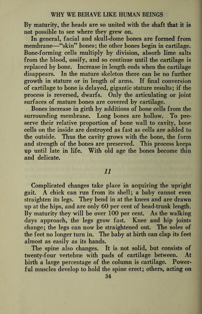 By maturity, the heads are so united with the shaft that it is not possible to see where they grew on. In general, facial and skull-dome bones are formed from membrane—“skin” bones; the other bones begin in cartilage. Bone-forming cells multiply by division, absorb lime salts from the blood, ossify, and so continue until the cartilage is replaced by bone. Increase in length ends when the cartilage disappears. In the mature skeleton there can be no further growth in stature or in length of arms. If final conversion of cartilage to bone is delayed, gigantic stature results; if the process is reversed, dwarfs. Only the articulating or joint surfaces of mature bones are covered by cartilage. Bones increase in girth by additions of bone cells from the surrounding membrane. Long bones are hollow. To pre¬ serve their relative proportion of bone wall to cavity, bone cells on the inside are destroyed as fast as cells are added to the outside. Thus the cavity grows with the bone, the form and strength of the bones are preserved. This process keeps up until late in life. With old age the bones become thin and delicate. 11 Complicated changes take place in acquiring the upright gait. A chick can run from its shell; a baby cannot even straighten its legs. They bend in at the knees and are drawn up at the hips, and are only 60 per cent of head-trunk length. By maturity they will be over 100 per cent. As the walking days approach, the legs grow fast. Knee and hip joints change; the legs can now be straightened out. The soles of the feet no longer turn in. The baby at birth can clap its feet almost as easily as its hands. The spine also changes. It is not solid, but consists of twenty-four vertebrae with pads of cartilage between. At birth a large percentage of the column is cartilage. Power¬ ful muscles develop to hold the spine erect; others, acting on