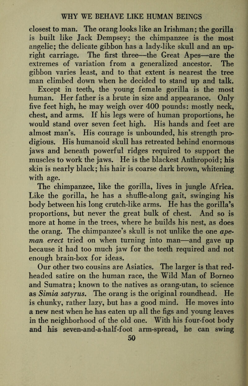closest to man. The orang looks like an Irishman; the gorilla is built like Jack Dempsey; the chimpanzee is the most angelic; the delicate gibbon has a lady-like skull and an up¬ right carriage. The first three—the Great Apes—are the extremes of variation from a generalized ancestor. The gibbon varies least, and to that extent is nearest the tree man climbed down when he decided to stand up and talk. Except in teeth, the young female gorilla is the most human. Her father is a brute in size and appearance. Only five feet high, he may weigh over 400 pounds: mostly neck, chest, and arms. If his legs were of human proportions, he would stand over seven feet high. His hands and feet are almost man’s. His courage is unbounded, his strength pro¬ digious. His humanoid skull has retreated behind enormous jaws and beneath powerful ridges required to support the muscles to work the jaws. He is the blackest Anthropoid; his skin is nearly black; his hair is coarse dark brown, whitening with age. The chimpanzee, like the gorilla, lives in jungle Africa. Like the gorilla, he has a shuffle-along gait, swinging his body between his long crutch-like arms. He has the gorilla’s proportions, but never the great bulk of chest. And so is more at home in the trees, where he builds his nest, as does the orang. The chimpanzee’s skull is not unlike the one ape- man erect tried on when turning into man—and gave up because it had too much jaw for the teeth required and not enough brain-box for ideas. Our other two cousins are Asiatics. The larger is that red¬ headed satire on the human race, the Wild Man of Borneo and Sumatra; known to the natives as orang-utan, to science as Simia satyrus. The orang is the original roundhead. He is chunky, rather lazy, but has a good mind. He moves into a new nest when he has eaten up all the figs and young leaves in the neighborhood of the old one. With his four-foot body and his seven-and-a-half-foot arm-spread, he can swing
