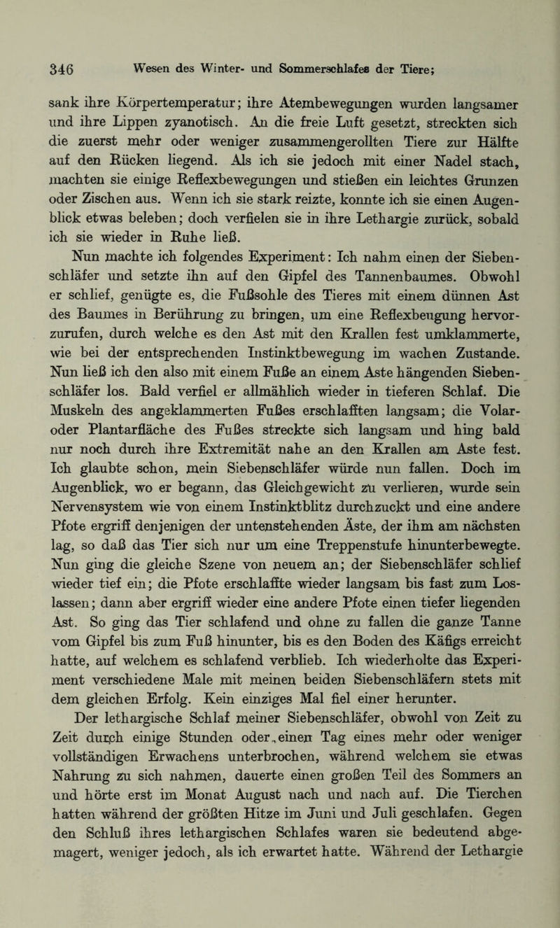 sank ihre Körpertemperatur; ihre Atembewegungen wurden langsamer und ihre Lippen zyanotisch. An die freie Luft gesetzt, streckten sich die zuerst mehr oder weniger zusammengerollten Tiere zur Hälfte auf den Rücken liegend. Als ich sie jedoch mit einer Nadel stach, machten sie einige Reflexbewegungen und stießen ein leichtes Grunzen oder Zischen aus. Wenn ich sie stark reizte, konnte ich sie einen Augen¬ blick etwas beleben; doch verfielen sie in ihre Lethargie zurück, sobald ich sie wieder in Ruhe ließ. Nun machte ich folgendes Experiment: Ich nahm einen der Sieben¬ schläfer und setzte ihn auf den Gipfel des Tannenbaumes. Obwohl er schlief, genügte es, die Fußsohle des Tieres mit einem dünnen Ast des Baumes in Berührung zu bringen, um eine Reflexbeugung hervor¬ zurufen, durch welche es den Ast mit den Krallen fest umklammerte, wie bei der entsprechenden Instinktbewegung im wachen Zustande. Nun ließ ich den also mit einem Fuße an einem Aste hängenden Sieben¬ schläfer los. Bald verfiel er allmählich wieder in tieferen Schlaf. Die Muskeln des angeklammerten Fußes erschlafften langsam; die Volar¬ oder Plantarfläche des Fußes streckte sich langsam und hing bald nur noch durch ihre Extremität nahe an den Krallen am Aste fest. Ich glaubte schon, mein Siebenschläfer würde nun fallen. Doch im Augenblick, wo er begann, das Gleichgewicht zu verlieren, wurde sein Nervensystem wie von einem Instinktblitz durchzuckt und eine andere Pfote ergriff denjenigen der untenstehenden Äste, der ihm am nächsten lag, so daß das Tier sich nur um eine Treppenstufe hinunterbewegte. Nun ging die gleiche Szene von neuem an; der Siebenschläfer schlief wieder tief ein; die Pfote erschlaffte wieder langsam bis fast zum Los¬ lassen ; dann aber ergriff wieder eine andere Pfote einen tiefer liegenden Ast. So ging das Tier schlafend und ohne zu fallen die ganze Tanne vom Gipfel bis zum Fuß hinunter, bis es den Boden des Käfigs erreicht hatte, auf welchem es schlafend verblieb. Ich wiederholte das Experi¬ ment verschiedene Male mit meinen beiden Siebenschläfern stets mit dem gleichen Erfolg. Kein einziges Mal fiel einer herunter. Der lethargische Schlaf meiner Siebenschläfer, obwohl von Zeit zu Zeit durph einige Stunden oder „einen Tag eines mehr oder weniger vollständigen Erwachens unterbrochen, während welchem sie etwas Nahrung zu sich nahmen, dauerte einen großen Teil des Sommers an und hörte erst im Monat August nach und nach auf. Die Tierchen hatten während der größten Hitze im Juni und Juli geschlafen. Gegen den Schluß ihres lethargischen Schlafes waren sie bedeutend abge¬ magert, weniger jedoch, als ich erwartet hatte. Während der Lethargie
