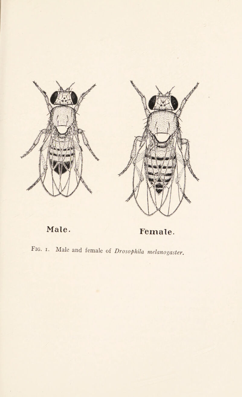 Male- Female. Fig. i. Male and female of Drosophila melanogaster.