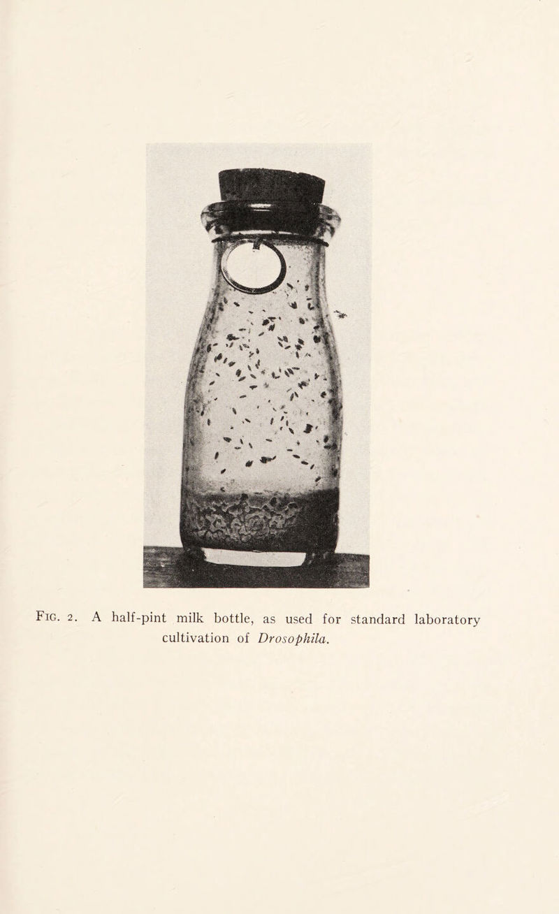 Fig. 2. A half-pint milk bottle, as used for standard laboratory cultivation of Drosophila.