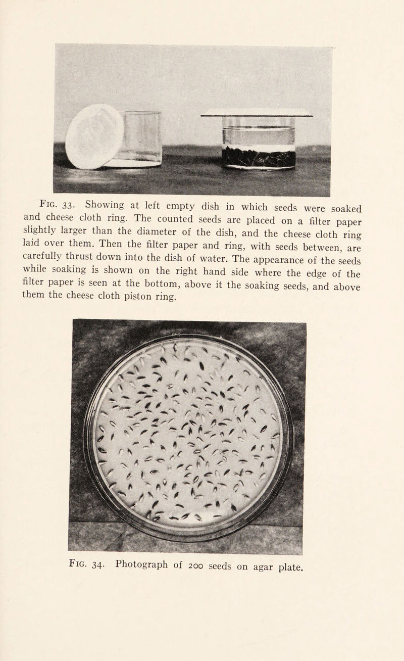 and cheese cloth ring. The counted seeds are placed on a filter paper slightly larger than the diameter of the dish, and the cheese cloth ring laid over them. Then the filter paper and ring, with seeds between, are carefully thrust down into the dish of water. The appearance of the seeds while soaking is shown on the right hand side where the edge of the filter paper is seen at the bottom, above it the soaking seeds, and above them the cheese cloth piston ring. Fig. 34. Photograph of 200 seeds on agar plate.
