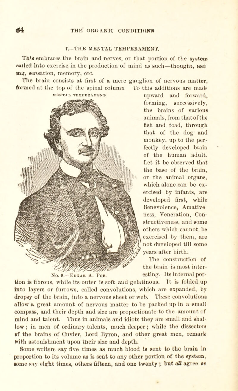 T.—THE MENTAL TEMPERAMENT. This embraces the brain and nerves, or that portion of the system railed into exercise in the production of mind as such—thought, teei mg, sensation, memory, etc. The brain consists at first of a mere ganglion of nervous matter, formed at the top of the spinal column To this additions are madf mental temperament. upward and forward, forming, successively, the brains of various animals, from that of the fish and toad, through that of the dog and monkey, up to the per¬ fectly developed brain of the human adult. Let it he observed that the base of the brain, or the animal organs, which alone can be ex¬ ercised by infants, are developed first, while Benevolence, Amative ness, Veneration, Con¬ structiveness, and some others which cannot be exercised by them, are not developed till some years after birth. The construction of the brain is most in ter - No. 9.—Edoak A. Poe. esting. Its internal por¬ tion is fibrous, while its outer is soft and gelatinous. It is folded up into layers or furrows, called convolutions, which are expanded, by dropsy of the brain, into a nervous sheet or web. These convolutions allow a great amount of nervous matter to be packed up in a small compass, and their depth and size are proportionate to the amount of mind and taleut. Thus in animals and idiots they are small and shal¬ low ; in men of ordiuary talents, much deeper; while the dissectom of the brains of Cuvier, Lord Byron, and other great men, remark Nith astonishment upon tfieir size and depth. Some writers say five times as much blood is sent to the brain in proportion to its volume as is sent to any other portion of the system, •ome sav eight times, others fifteen, and ono twenty ; but all agree as