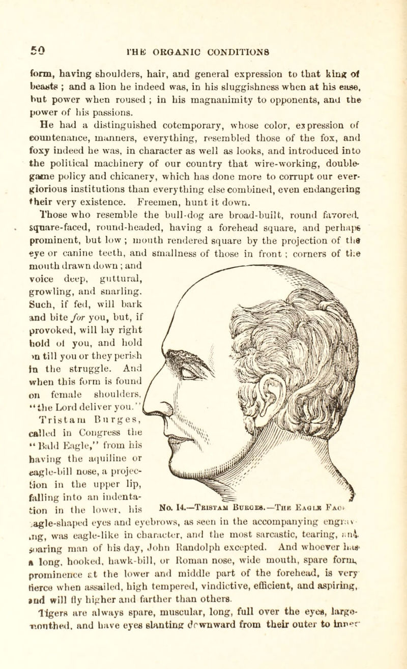 form, having shoulders, hair, and general expression to that king of hearts ; and a lion he indeed was, in his sluggishness when at his ease, hut power when roused ; in his magnanimity to opponents, and the power of his passions. He had a distinguished cotemporary, whose color, expression of countenance, manners, everything, resembled those of the fox, and foxy indeed he was, in character as well as looks, and introduced into the political machinery of our country that wire-working, double- game policy and chicanery, which has done more to corrupt our ever- glorious institutions than everything else combined, even endangering ♦ heir very existence. Freemen, hunt it down. Those who resemble the hull-dog are broad-built, round favored, square-faced, round-headed, having a forehead square, and perhaps prominent, but low ; mouth rendered square by the projection of the eye or canine teeth, and smallness of those in front ; corners of the mouth drawn down ; and voice deep, guttural, growling, and snarling. Such, if fed, will bark and bite for you, but, if provoked, will lay right hold ol you, and hold >n till you or they perish in the struggle. And when this form is found on female shoulders, “the Lord deliver you. Tristam Burges, called in Congress the “ Bald Eagle,” from his having the aquiline or eagle-bill nose, a projec¬ tion in the upper lip, falling into an indenta¬ tion in the lower, his No. 14.—Tkistam Bdkqes.—1Tim Eaqlr Faoi- .agle-shaped eyes and eyebrows, as seen in the accompanying engr.u ,ng, was eagle-like in character, and the most sarcastic, tearing, i.nV soaring man of his day, John Randolph excepted. And whoever has- a long, hooked, hawk-bill, or Roman nose, wide mouth, spare form, prominence at the lower and middle part of the forehead, is very fierce when assailed, high tempered, vindictive, efficient, and aspiring, »ud will tly higher and farther than others. Tigers are always spare, muscular, long, full over the eyes, largo- nonthed. and have eyes slanting downward from their outer to inner