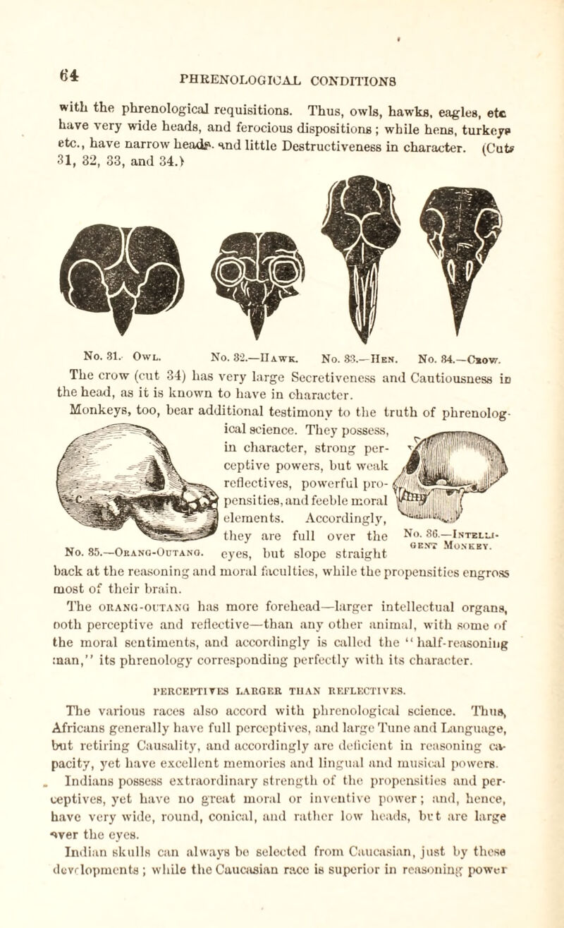 with the phrenological requisitions. Thus, owls, hawks, eagles, etc have very wide heads, and ferocious dispositions; while hens, turkeys etc., have narrow head?, and little Destructiveness in character. (Cute 31, 32, 33, and 34.) No. 31. Owl. No. 32.—Hawk. No. 83.—Hen. No. 84.—Oeow. The crow (cut 34) has very large Secretiveness and Cautiousness in the head, as it is known to have in character. Monkeys, too, bear additional testimony to the truth of phrenolog¬ ical science. They possess, in character, strong per¬ ceptive powers, but weak reflectives, powerful pro- pensi ties, and feeble moral elements. Accordingly, they are full over the No- 86.—Intelli- gen't Monkey No. 85.—Oeano-Outano. eyes, but slope straight back at the reasoning and moral faculties, while the propensities engross most of their brain. The orang-outang has more forehead—larger intellectual organs, ooth perceptive and reflective—than any other animal, with some of the moral sentiments, and accordingly is called the “ half-reasoning man,” its phrenology corresponding perfectly with its character. l’ERCEPTlVES LARGER TUAN REFLECTIVES. The various races also accord with phrenological science. Thus, Africans generally have full perceptives, and large Tune and Language, but retiring Causality, and accordingly are delieient in reasoning ca¬ pacity, yet have excellent memories and lingual and musical powers. Indians possess extraordinary strength of the propensities and per¬ ceptives, yet have no great moral or inventive power; and, hence, have very wide, round, conical, and rather low heads, bet are large *>ver the eyes. Indian skulls can always bo selected from Caucasian, just by these developments; while the Caucasian race is superior in reasoning power