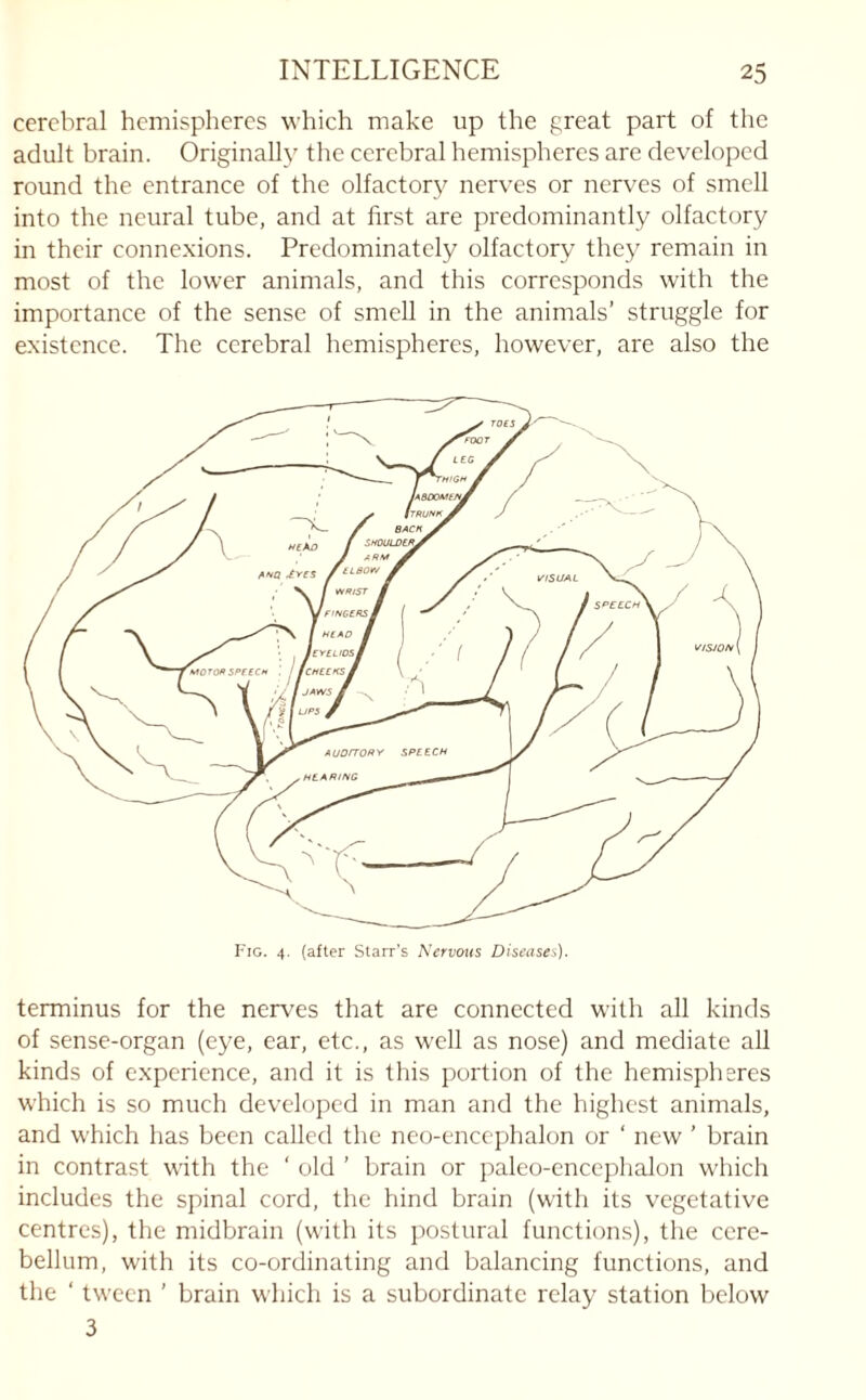 cerebral hemispheres which make up the great part of the adult brain. Originally the cerebral hemispheres are developed round the entrance of the olfactory nerves or nerves of smell into the neural tube, and at first are predominantly olfactory in their connexions. Predominately olfactory they remain in most of the lower animals, and this corresponds with the importance of the sense of smell in the animals’ struggle for existence. The cerebral hemispheres, however, are also the terminus for the nerves that are connected with all kinds of sense-organ (eye, ear, etc., as well as nose) and mediate all kinds of experience, and it is this portion of the hemispheres which is so much developed in man and the highest animals, and which has been called the neo-encephalon or ‘ new ’ brain in contrast with the ' old ’ brain or paleo-encephalon which includes the spinal cord, the hind brain (with its vegetative centres), the midbrain (with its postural functions), the cere¬ bellum, with its co-ordinating and balancing functions, and the ‘ tween ' brain which is a subordinate relay station below 3