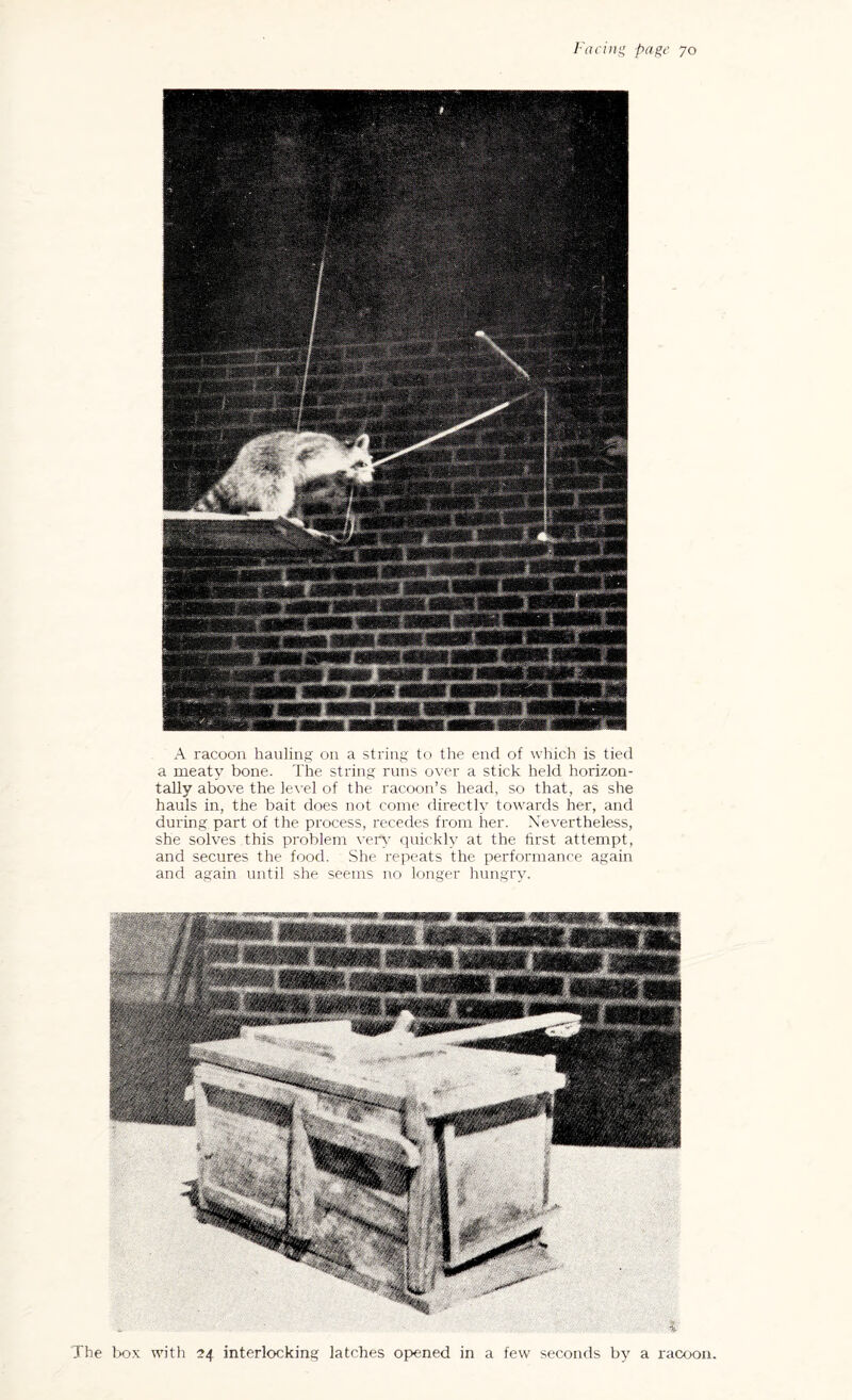 Facing page 70 A racoon hauling on a string to the end of which is tied a meaty bone. The string runs over a stick held horizon¬ tally above the level of the racoon’s head, so that, as she hauls in, the bait does not come directly towards her, and during part of the process, recedes from her. Nevertheless, she solves this problem very quickly at the first attempt, and secures the food. She repeats the performance again and again until she seems no longer hungry. The box with 24 interlocking latches opened in a few seconds by a racoon. A