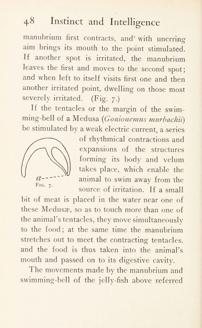 manubrium first contracts, and' with unerring aim brings its mouth to the point stimulated. If another spot is irritated, the manubrium leaves the first and moves to the second spot; and when left to itself visits first one and then another irritated point, dwelling on those most severely irritated. (Fig. 7.) If the tentacles or the margin of the swim¬ ming-bell of a Medusa (Gonionemus murbachii) be stimulated by a weak electric current, a series of rhythmical contractions and expansions of the structures forming its body and velum takes place, which enable the animal to swim away from the source of irritation. If a small bit of meat is placed in the water near one of these Medusae, so as to touch more than one of the animal’s tentacles, they move simultaneously to the food; at the same time the manubrium stretches out to meet the contracting tentacles, and the food is thus taken into the animal’s mouth and passed on to its digestive cavity. The movements made by the manubrium and swimming-bell of the jelly-fish above referred