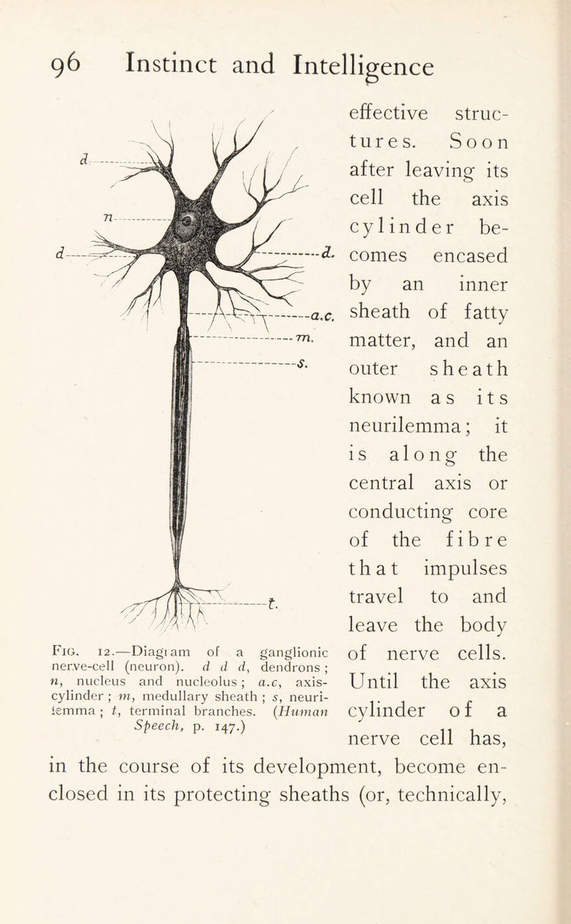 effective struc¬ tures. Soon after leaving its cell the axis cylinder be¬ comes encased by an inner sheath of fatty matter, and an outer sheath known as its neurilemma; it is along the central axis or conducting core of the fibre that impulses travel to and leave the body of nerve cells. Until the axis cylinder of a nerve cell has, in the course of its development, become en¬ closed in its protecting sheaths (or, technically, Fig. 12.—Diagram of a ganglionic ner.ve-cell (neuron), d d d, dendrons ; n, nucleus and nucleolus; a.c, axis- cylinder ; m, medullary sheath ; s, neuri¬ lemma ; t, terminal branches. (Human Speech, p. 147.)