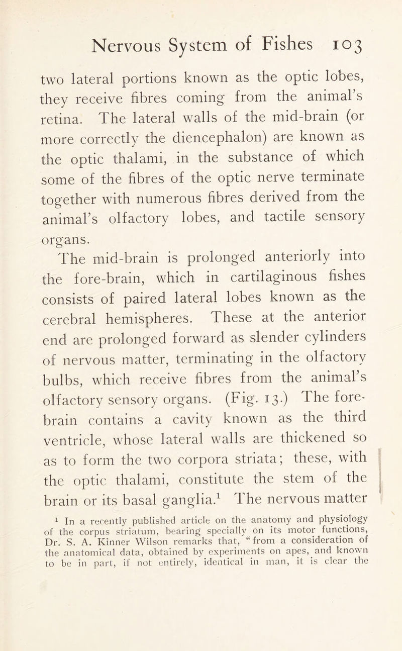 two lateral portions known as the optic lobes, they receive fibres coming from the animal s retina. The lateral walls of the mid-brain (or more correctly the diencephalon) are known as the optic thalami, in the substance of which some of the fibres of the optic nerve terminate together with numerous fibres derived from the animal s olfactory lobes, and tactile sensoiy organs. The mid-brain is prolonged anteriorly into the fore-brain, which in cartilaginous fishes consists of paired lateral lobes known as the cerebral hemispheres. These at the anterior end are prolonged forward as slender cylinders of nervous matter, terminating in the olfactory bulbs, which receive fibres from the animal s olfactory sensory organs. (Fig. 13.) The fore¬ brain contains a cavity known as the third ventricle, whose lateral walls are thickened so as to form the two corpora striata; these, with the optic thalami, constitute the stem of the brain or its basal ganglia.1 The nervous matter 1 In a recently published article on the anatomy and physiology of the corpus striatum, bearing specially on its motor functions, Dr. S. A. Kinner Wilson remarks that, “from a consideration of the anatomical data, obtained by experiments on apes, and known to be in part, if not entirely, identical in man, it is clear the