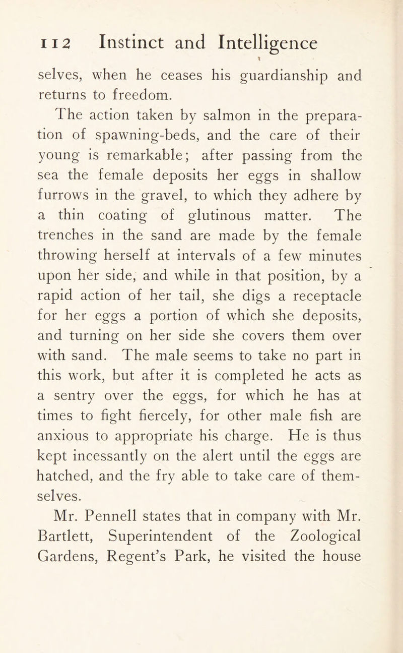 t selves, when he ceases his guardianship and returns to freedom. The action taken by salmon in the prepara¬ tion of spawning-beds, and the care of their young is remarkable; after passing from the sea the female deposits her eggs in shallow furrows in the gravel, to which they adhere by a thin coating of glutinous matter. The trenches in the sand are made by the female throwing herself at intervals of a few minutes upon her side, and while in that position, by a rapid action of her tail, she digs a receptacle for her eggs a portion of which she deposits, and turning on her side she covers them over with sand. The male seems to take no part in this work, but after it is completed he acts as a sentry over the eggs, for which he has at times to fight fiercely, for other male fish are anxious to appropriate his charge. He is thus kept incessantly on the alert until the eggs are hatched, and the fry able to take care of them¬ selves. Mr. Pennell states that in company with Mr. Bartlett, Superintendent of the Zoological Gardens, Regent’s Park, he visited the house