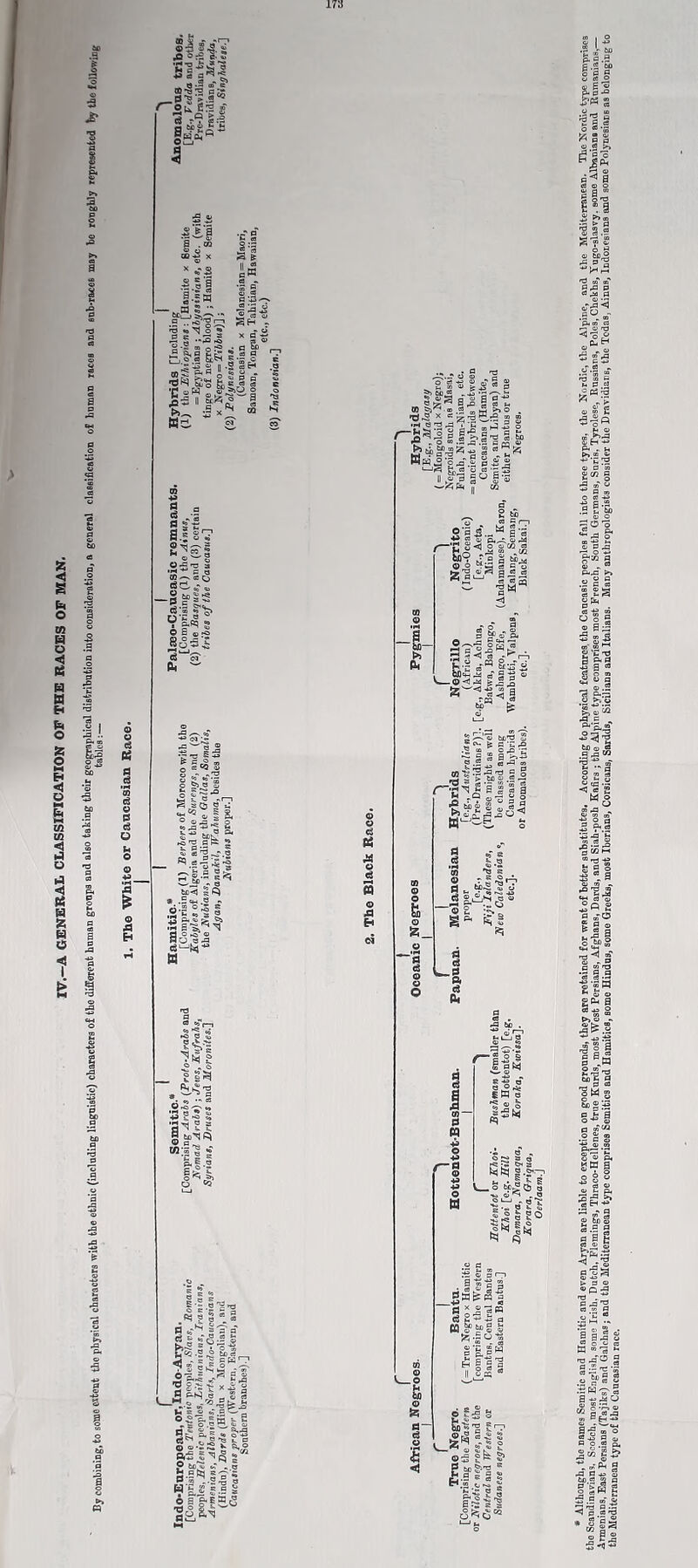 IV.—A GENERAL CLASSIFICATION OF THE RACES OF MAN. Ey combining, to some extent the physical characters with the ethnic (including linguistic) characters o£ the dtfEerent human groups aDd also taking their geographical distribution into consideration, a general claseification of human races and sob-races may be roughly represented by the following © © d ti d d 7n d © is d O © a Eh •r ° |:S ^3 £ II S« 03 - '5 H |:4'- *5 »9 v fl | S>c -2^ a a .ot CD o ®t5 x x *S 5.1 g a .= jq - a .. II-i | a|l If 111 t«H. fed 2 s~ ii && = § =** Kc. a d ■- oi-s CQ N a 1 •2: ©~'0 3 •rj - a oo^ <2 o -§?i 2-2 o C3 ® <0 EVE a i ©So, ©O 5 d'—’c d. ' -o ~ * fc 0 ® O § :-fe sSbgJ a sS o'? egCQ o g Se «o .0 f ^ 2 kjljjl bflB,* tc _ 5 ^ * ci ^‘5 S fe © .Q a* « CLif - 5 ^ fc£)<1 s ^ *. .5 «h ~ •o § 8 © © d tf © JQ H -'N'*3 45 s* i In j ■3^ 2 2 W >.2 a ^ g,Eo Bfc's o S d s® O^rp 5 S 5 § g «5 ? e “ 08 i ^ Sfe. 5 * e ei *- ° sV’3^ '.= = ttS,. = s Sw 5 t S’S 2 $ o-'g- «§H -*s l| g>M« o^aJlSt 05 -eo .2 ,2 >a O . x G I~r M* rP ® CD ■h e-fl j . 'u iTj 2 § -fefe o I’S.g-o g &> I HBIu 3 .ap-22 g, a u a -g 3 » g r3 § U § ® -&f n CO 04 03 © ®gl_N _,E ss^fe bn? ci.2 a t«j< w4; e! * ca _r o § bPc 3 “ 2 g'SeJ O C3 1 X> w > . 4 * <3 c3 h'E os \—© c M rt - *'*' I—i n 8'i<i s'SS ss r=  ^ S L4'o bc^ S cd o^s-r; c 2 B e .5  « -a w OT 3 ea r^j c § Zi 2 > tfii 2 JxO ' ^ s a 13 a ■ Q „ « o a • . 2 « a a 5 9* v A, 08 ^ d d •H 01 © d b _i5 d d Pt d b bj.o 'tj 8 -so • F?l d M -M-.2 m- -° ^ ^ * ® S-B^a «Wj fc ^ s - © -S^- X R , an? S © o Off « 2 S-I^s^s H'g.S =? S o sIp5.5 03 © _© U ba © S3 d~ d © £ n ^ ti _g£ 8 11 W s|i 6 B o ■S 2 O 0^9 8 rC ^ 3 NN §•?•■? u * a S . O tfj® Gj o no c3 ^ . O -2 ^ <f 2? o ® h ? O ^N |{^ S K) .« a m £ y 3 r—i . l»-s s sm* ■111 I c ^ O w fin o 5 J S i=i n? ^ £-| I ©5 ^ 2 60 ^i,s f fi;l ' S -S 8 ^■o i H oNo02 i—i,. c .a *»* 1 g g fi.15 2* S ll§ O 05 -S $% l r-j (X) ei © O % B” ss.l 2 c*>® 'S § .5 *11 | “1 •H® O • „-g< a t-1  ..iSh ^ p CJ a pj —y j|| ■*- o ^ H o> Sh3 S.sSsS o o: -p .2 S‘g> 581 •~J3o s§a g1® a ., O P .2 c os ® ® CJ ppl s5» s ® P3 fS-g ■I a 05 J S 3 - ®! 6 >v‘« 11“ -« <j 'g CJ3 a) O .asm lef « cp .2 <J a £ WS 8-g 1 S.S in ^ ^ J3 «H 0 O °q ® la m-C5 ^ J a gj ■S 2.3 £ ‘S id o o 2cu a t»» O - 1^1 ■ill g ®w Wn __ P 03 ^ W m O *7.2 ^§.-*3 ZJ3 a *c S®p. k cq a O O o 143 ej o ss ft <u to q g § ts.- -5^-1 - eQ V s-s’S 3 03 « I s- c - w W 01 'S M 'O rflO § HU S-0O IS a o .2 Pe 2 ■*1 m*PH fl j Cd 2 tfi rt 2 H 2 ■> r J SS« —0 G r S .2 ® >5 2-3 0- *< 0 -