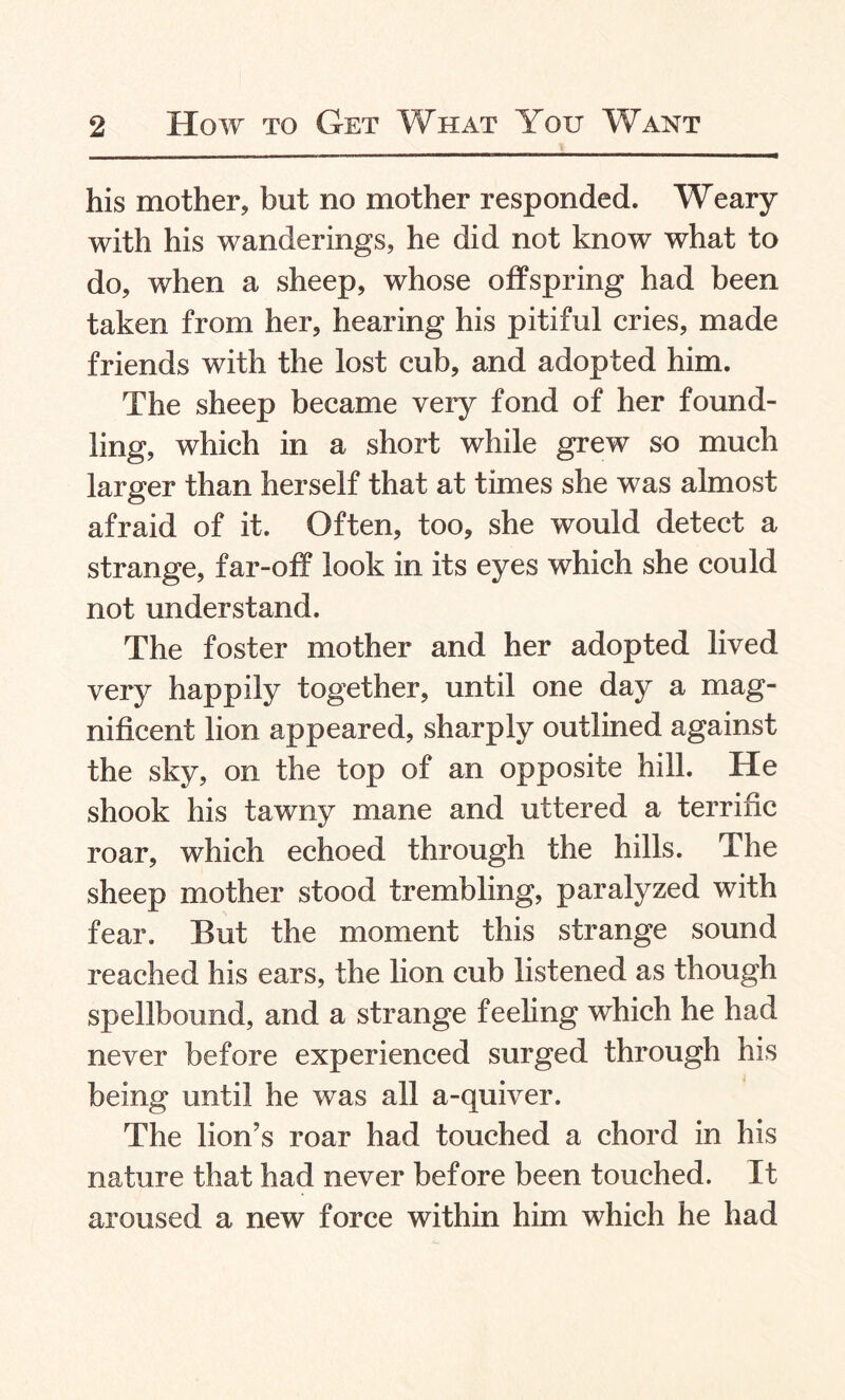 his mother, but no mother responded. Weary with his wanderings, he did not know what to do, when a sheep, whose offspring had been taken from her, hearing his pitiful cries, made friends with the lost cub, and adopted him. The sheep became very fond of her found¬ ling, which in a short while grew so much larger than herself that at times she was almost afraid of it. Often, too, she would detect a strange, far-off look in its eyes which she could not understand. The foster mother and her adopted lived very happily together, until one day a mag¬ nificent lion appeared, sharply outlined against the sky, on the top of an opposite hill. He shook his tawny mane and uttered a terrific roar, which echoed through the hills. The sheep mother stood trembling, paralyzed with fear. But the moment this strange sound reached his ears, the lion cub listened as though spellbound, and a strange feeling which he had never before experienced surged through his being until he was all a-quiver. The lion's roar had touched a chord in his nature that had never before been touched. It aroused a new force within him which he had