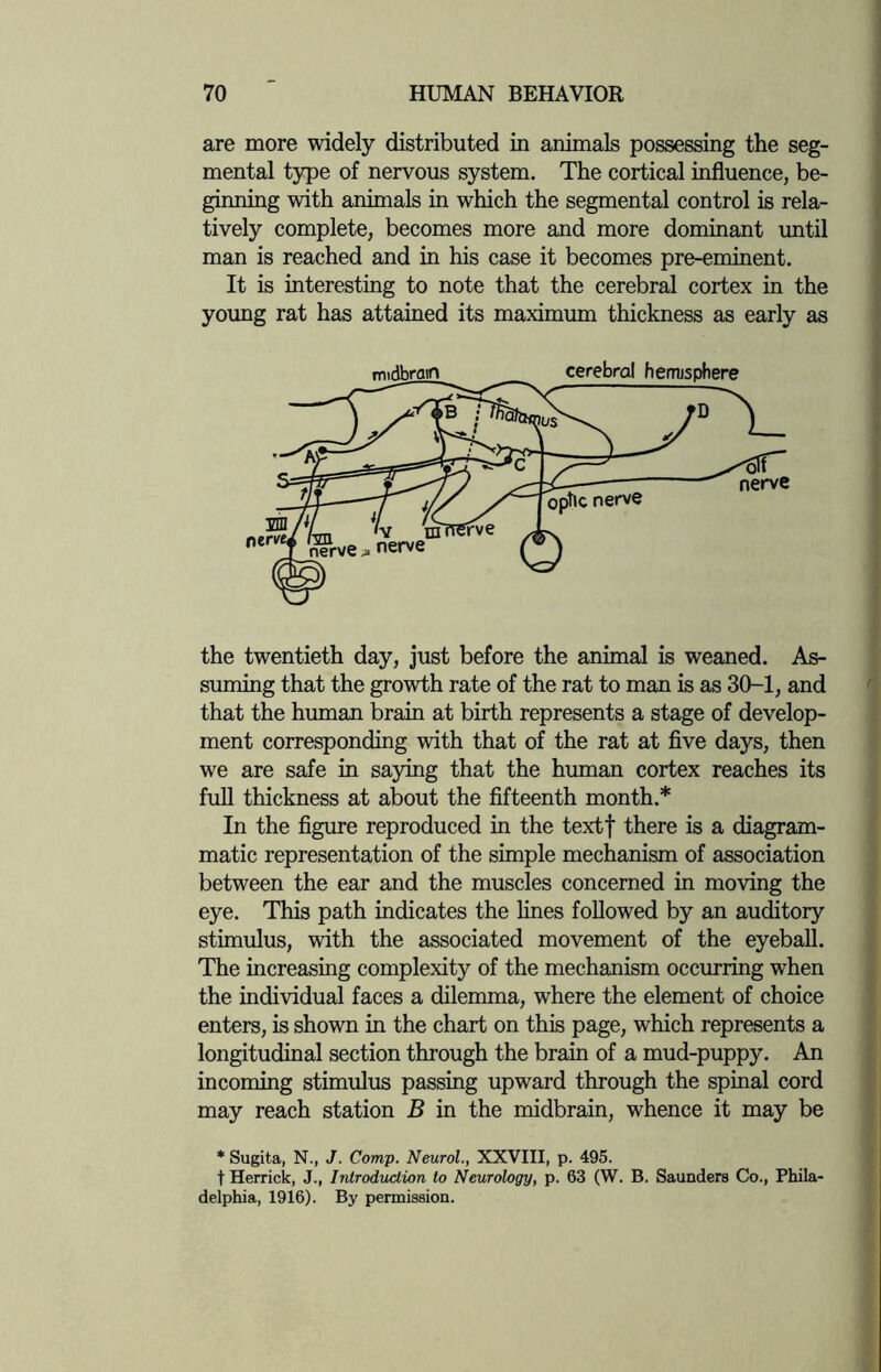 are more widely distributed in animals possessing the seg¬ mental type of nervous system. The cortical influence, be¬ ginning with animals in which the segmental control is rela¬ tively complete, becomes more and more dominant until man is reached and in his case it becomes pre-eminent. It is interesting to note that the cerebral cortex in the young rat has attained its maximum thickness as early as the twentieth day, just before the animal is weaned. As¬ suming that the growth rate of the rat to man is as 30-1, and that the human brain at birth represents a stage of develop¬ ment corresponding with that of the rat at five days, then we are safe in saying that the human cortex reaches its full thickness at about the fifteenth month.* In the figure reproduced in the textf there is a diagram¬ matic representation of the simple mechanism of association between the ear and the muscles concerned in moving the eye. This path indicates the lines followed by an auditory stimulus, with the associated movement of the eyeball. The increasing complexity of the mechanism occurring when the individual faces a dilemma, where the element of choice enters, is shown in the chart on this page, which represents a longitudinal section through the brain of a mud-puppy. An incoming stimulus passing upward through the spinal cord may reach station B in the midbrain, whence it may be * Sugita, N., J. Comp. Neurol., XXVIII, p. 495. t Herrick, J., Introduction to Neurology, p. 63 (W. B. Saunders Co., Phila¬ delphia, 1916). By permission.