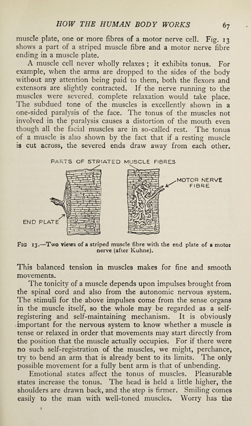 muscle plate, one or more fibres of a motor nerve cell. Fig. 13 shows a part of a striped muscle fibre and a motor nerve fibre ending in a muscle plate. A muscle ceil never wholly relaxes ; it exhibits tonus. For example, when the arms are dropped to the sides of the body without any attention being paid to them, both the flexors and extensors are slightly contracted. If the nerve running to the muscles were severed, complete relaxation would take place. The subdued tone of the muscles is excellently shown in a one-sided paralysis of the face. The tonus of the muscles not involved in the paralysis causes a distortion of the mouth even though all the facial muscles are in so-called rest. The tonus of a muscle is also shown by the fact that if a resting muscle is cut across, the severed ends draw away from each other. PARTS OF STRIATED MUSCLE FIBRES MOTOR NERVE FIBRE Fig 13.—Two views of a striped muscle fibre with the end plate of a motor nerve (after Kuhne). This balanced tension in muscles makes for fine and smooth movements. The tonicity of a muscle depends upon impulses brought from the spinal cord and also from the autonomic nervous system. The stimuli for the above impulses come from the sense organs in the muscle itself, so the whole may be regarded as a self¬ registering and self-maintaining mechanism. It is obviously important for the nervous system to know whether a muscle is tense or relaxed in order that movements may start directly from the position that the muscle actually occupies. For if there were no such self-registration of the muscles, we might, perchance, try to bend an arm that is already bent to its limits. The only possible movement for a fully bent arm is that of unbending. Emotional states affect the tonus of muscles. Pleasurable states increase the tonus. The head is held a little higher, the shoulders are drawn back, and the step is firmer. Smiling comes easily to the man with well-toned muscles. Worry has the