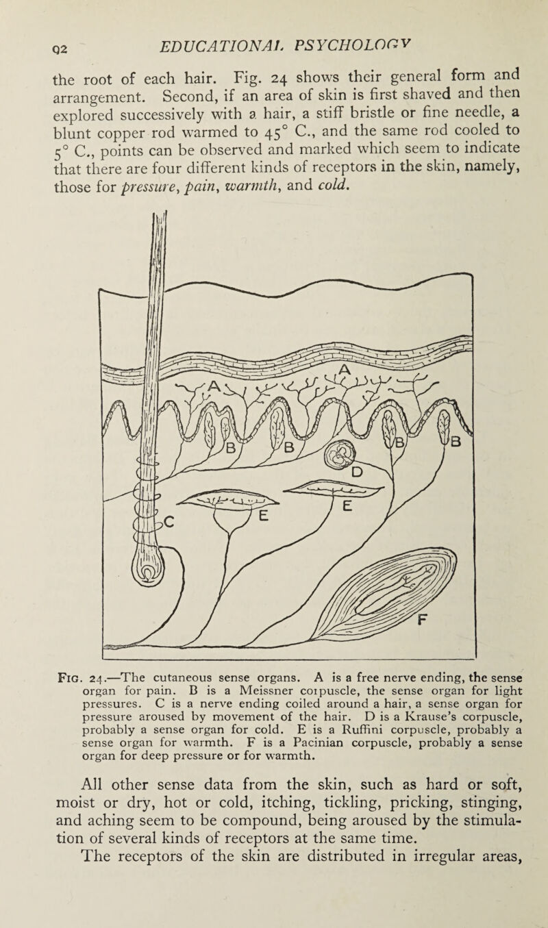 Q2 the root of each hair. Fig. 24 shows their general form and arrangement. Second, if an area of skin is first shaved and then explored successively with a hair, a stiff bristle or fine needle, a blunt copper rod warmed to 450 C., and the same rod cooled to 50 C., points can be observed and marked which seem to indicate that there are four different kinds of receptors in the skin, namely, those for pressure, pain, warmth, and cold. Fig. 24.—The cutaneous sense organs. A is a free nerve ending, the sense organ for pain. B is a Meissner corpuscle, the sense organ for light pressures. C is a nerve ending coiled around a hair, a sense organ for pressure aroused by movement of the hair. D is a Krause’s corpuscle, probably a sense organ for cold. E is a Rufhni corpuscle, probably a sense organ for warmth. F is a Pacinian corpuscle, probably a sense organ for deep pressure or for warmth. All other sense data from the skin, such as hard or soft, moist or dry, hot or cold, itching, tickling, pricking, stinging, and aching seem to be compound, being aroused by the stimula¬ tion of several kinds of receptors at the same time. The receptors of the skin are distributed in irregular areas,