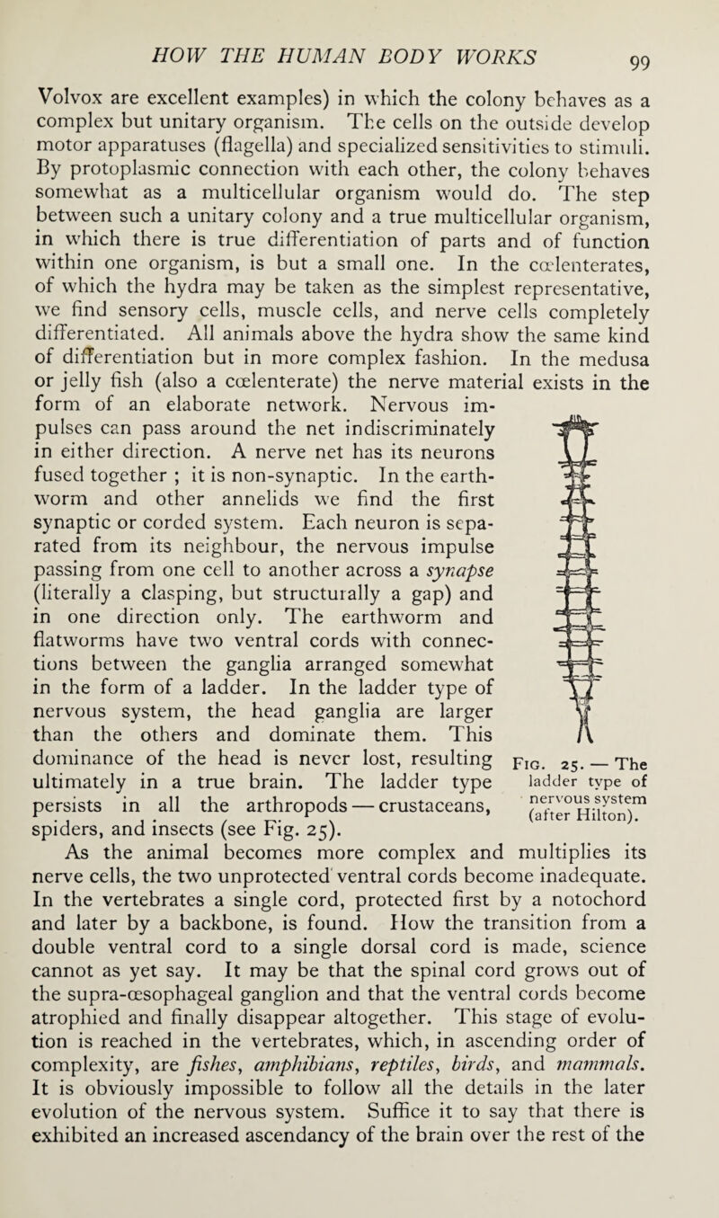Volvox are excellent examples) in which the colony behaves as a complex but unitary organism. The cells on the outside develop motor apparatuses (flagella) and specialized sensitivities to stimuli. By protoplasmic connection with each other, the colony behaves somewhat as a multicellular organism would do. The step between such a unitary colony and a true multicellular organism, in which there is true differentiation of parts and of function within one organism, is but a small one. In the ccelenterates, of which the hydra may be taken as the simplest representative, we find sensory cells, muscle cells, and nerve cells completely differentiated. All animals above the hydra show the same kind of differentiation but in more complex fashion. In the medusa or jelly fish (also a coelenterate) the nerve material exists in the form of an elaborate network. Nervous im¬ pulses can pass around the net indiscriminately in either direction. A nerve net has its neurons fused together ; it is non-synaptic. In the earth¬ worm and other annelids we find the first synaptic or corded system. Each neuron is sepa¬ rated from its neighbour, the nervous impulse passing from one cell to another across a synapse (literally a clasping, but structurally a gap) and in one direction only. The earthworm and fiatworms have two ventral cords with connec¬ tions between the ganglia arranged somewhat in the form of a ladder. In the ladder type of nervous system, the head ganglia are larger than the others and dominate them. This dominance of the head is never lost, resulting ultimately in a true brain. The ladder type persists in all the arthropods — crustaceans, spiders, and insects (see Fig. 25). As the animal becomes more complex and multiplies its nerve cells, the two unprotected ventral cords become inadequate. In the vertebrates a single cord, protected first by a notochord and later by a backbone, is found. How the transition from a double ventral cord to a single dorsal cord is made, science cannot as yet say. It may be that the spinal cord grows out of the supra-cesophageal ganglion and that the ventral cords become atrophied and finally disappear altogether. This stage of evolu¬ tion is reached in the vertebrates, which, in ascending order of complexity, are fishes, amphibians, reptiles, birdsy and mammals. It is obviously impossible to follow all the details in the later evolution of the nervous system. Suffice it to say that there is exhibited an increased ascendancy of the brain over the rest of the Fig. 25. — The ladder type of nervous system (after Hilton).