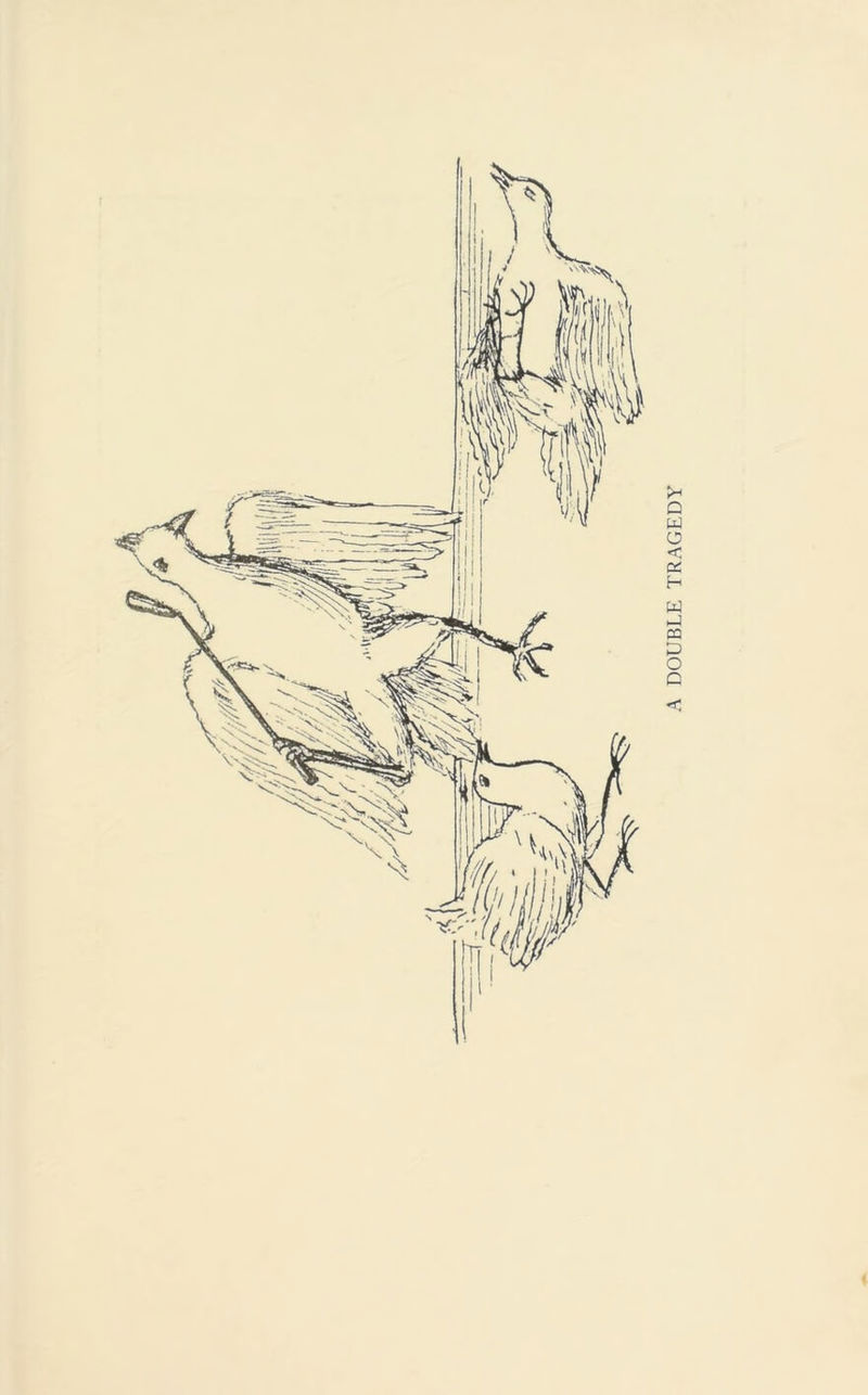 I A DOUBLE TRAGEDY