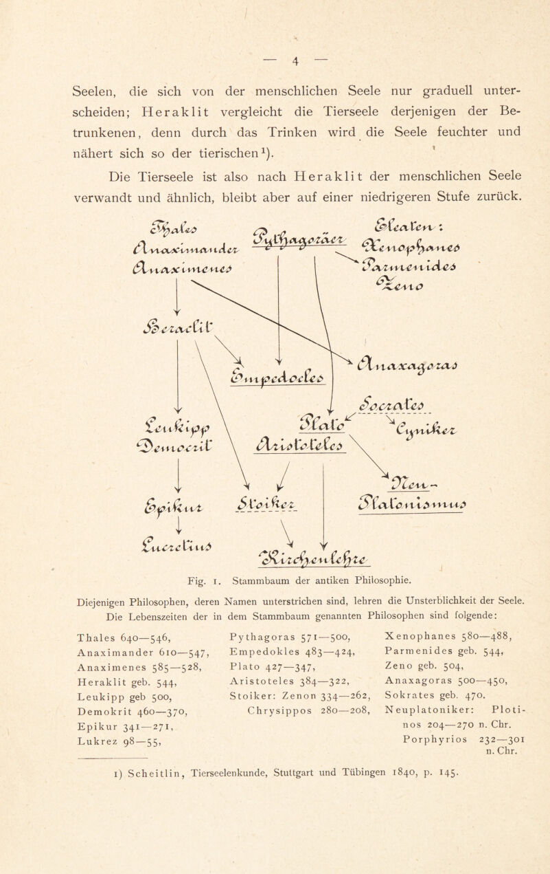 Seelen, die sich von der menschlichen Seele nur graduell unter¬ scheiden; Heraklit vergleicht die Tierseele derjenigen der Be¬ trunkenen, denn durch das Trinken wird die Seele feuchter und nähert sich so der tierischen1). Die Tierseele ist also nach Heraklit der menschlichen Seele verwandt und ähnlich, bleibt aber auf einer niedrigeren Stufe zurück. Diejenigen Philosophen, deren Namen unterstrichen sind, lehren die Unsterblichkeit der Seele. Die Lebenszeiten der in dem Stammbaum genannten Philosophen sind folgende: Thaies 640—546, Anaximander 610—547, Anaximenes 585—528, Heraklit geb. 544, Leukipp geb 500, Demokrit 460—370, Epikur 341 — 271, Lukrez 98 — 55, Pythagoras 57 I—500; Empedokles 483—424, Plato 427—347, Aristoteles 384—322, Stoiker: Zenon 334—262, Chrysippos 280—208, Xenophanes 580—488, Parmenides geb. 544, Zeno geb. 504, Anaxagoras 500—450, Sokrates geb. 470. Neuplatoniker: Ploti- nos 204—270 n. Chr. Porphyrios 232—301 n. Chr. 1) Scheitlin, Tierseelenkunde, Stuttgart und Tübingen 1840, p. 145.