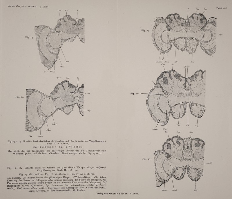 Cae Cai Ir Fig. Che Mmm Cae Cai Tr Fig. 14. Che Mmm CK Loli Fig. 13 u. 14. Schnitte durch das Gehirn der Holzbiene (Xylocopa violacea). Vergrößerung 40. Nach H. v. Alten. Fig. 13 Männchen, Fig. 14 Weibchen. Man sieht, daß die Riechlappen, die pilzförmigen Körper und der Zentralkörper beim Weibchen größer sind als beim Männchen. Bezeichnungen wie bei Fig. 15—17. Fig. 15—17. Schnitte durch die Gehirne der gemeinen Wespe (Vespa vulgaris). Vergrößerung 40. Nach H. v. Alten. Fig. 15 Männchen, Fig. 16 Weibchen, Fig. 17 Arbeiterin. Cae äußerer, Cai innerer Becher der pilzförmigen Körper, CK Zentralkörper, Che äußere Kreuzung der Fasern im Sehlappen, Chm mittlere Kreuzung der Fasern im Sehlappen, Fsa Fasciculus superior anterior (obere Brücke zu der mittleren Fasermasse des Sehlappens), Lof Riech lappen (Lobus olfactorius), Lpr Fasermasse des Protocerebrums (Lobus protocere- bralis), Mmi innere, Mmm mittlere Fasermasse des Sehlappens, Noc Nerven der Punkt¬ augen (Ocellen), Pi Pars intercerebralis, Tr Trachee. Verlag von Gustav Fisc Cai Cat Tafel UL Mmm Mmi Lpr Cae Cai Fig. 16. Fsa Cae Cai Noc Lpr