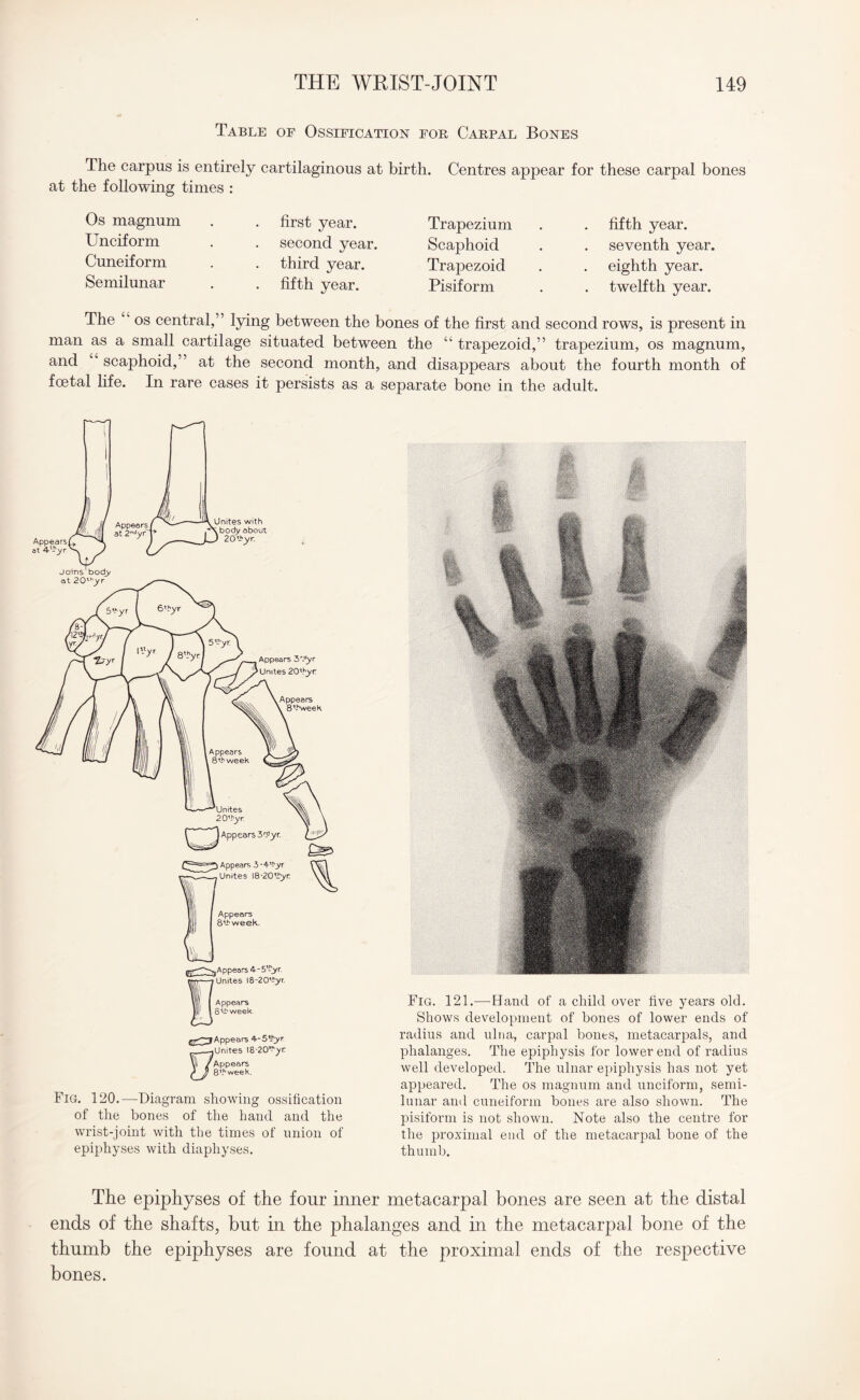 Table of Ossification for Carpal Bones The carpus is entirely cartilaginous at birth. Centres appear for these carpal bones at the following times : Os magnum Unciform Cuneiform Semilunar first year, second year, third year, fifth year. Trapezium Scaphoid Trapezoid Pisiform fifth year, seventh year, eighth year, twelfth year. The “ os central,” lying between the bones of the first and second rows, is present in man as a small cartilage situated between the “ trapezoid,” trapezium, os magnum, and scaphoid,” at the second month, and disappears about the fourth month of foetal life. In rare cases it persists as a separate bone in the adult. Appears 4--5«>r .Unites I8'20,,'yn 'Appears 8*4 week. Fig. 120.—Diagram showing ossification of the hones of the hand and the wrist-joint with the times of union of epiphyses with diaphyses. Fig. 121.-—Hand of a child over five years old. Shows development of bones of lower ends of radius and ulna, carpal bones, metacarpals, and phalanges. The epiphysis for lower end of radius well developed. The ulnar epiphysis has not yet appeared. The os magnum and unciform, semi¬ lunar and cuneiform bones are also shown. The pisiform is not shown. Note also the centre for the proximal end of the metacarpal bone of the thumb. The epiphyses of the four inner metacarpal bones are seen at the distal ends of the shafts, but in the phalanges and in the metacarpal bone of the thumb the epiphyses are found at the proximal ends of the respective bones.