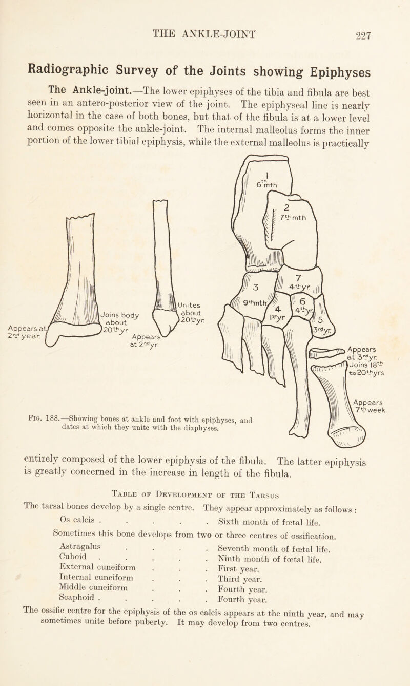 Radiographic Survey of the Joints showing Epiphyses The Ankle-joint.—The lower epiphyses of the tibia and fibula are best seen in an anteroposterior view of the joint. The epiphyseal line is nearly horizontal in the case of both bones, but that of the fibula is at a lower level and comes opposite the ankle-joint. The internal malleolus forms the inner portion of the lower tibial epiphysis, while the external malleolus is practically Table of Development of the Tarsus The tarsal bones develop by a single centre. They appear approximately as follows : Os calcis ..... Sixth month of foetal life. Sometimes this bone develops from two or three centres of ossification. Seventh month of foetal life. Ninth month of foetal life. First year. Third year. Fourth year. Fourth year. The ossific centre for the epiphysis of the os calcis appears at the ninth year, and may sometimes unite before puberty. It may develop from two centres. Astragalus Cuboid External cuneiform Internal cuneiform Middle cuneiform Scaphoid .