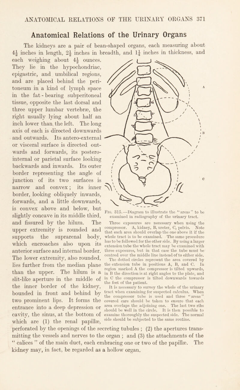 Anatomical Relations of the Urinary Organs The kidneys are a pair of bean-shaped organs, each measuring about 4J inches in length, 2J inches in breadth, and lj inches in thickness, and each weighing about 4J ounces. They lie in the hypochondriac, epigastric, and umbilical regions, and are placed behind the peri¬ toneum in a kind of lymph space in the fat - bearing subperitoneal tissue, opposite the last dorsal and three upper lumbar vertebrae, the right usually lying about half an inch lower than the left. The long axis of each is directed downwards and outwards. Its antero-external or visceral surface is directed out¬ wards and forwards, its postero¬ internal or parietal surface looking backwards and inwards. Its outer border representing the angle of junction of its two surfaces is narrow and convex; its inner border, looking obliquely inwards, forwards, and a little downwards, is convex above and below, but slightly concave in its middle third, and fissured by the hilum. The upper extremity is rounded and supports the suprarenal body, which encroaches also upon its anterior surface and internal border. Fig. 315.—Diagram to illustrate the ‘‘areas” to be examined in radiography of the urinary tract. Three exposures are necessary when using the compressor. A, kidney, B, ureter, C, pelvis. Note that each area should overlap the one above it if the whole tract is to be examined. The same procedure has to be followed for the other side. By using a larger extension tube the whole tract may be examined with three exposures, but in that case the tube must be centred over the middle line instead of to either side. I he lower extremity, also rounded, The circies represent the area covered by lies further from the median plane the extension tube in positions A, B, and C. In , , , .. . region marked A the compressor is tilted upwards, than the upper. I he hilum IS a ill B the direction is at right angles to the plate, and slit-like aperture in the middle of in 0 the compressor is tilted downwards towards L the feet of the patient, the inner border of the kidney, It is necessary to survey the whole of the urinary bounded in front and behind by |pct when camming for suspected, calculus. When J the compressor tube is used and three areas two prominent lips. It forms the covered care should be taken to ensure that each entrance into a deep depression or a1rea overlaps the adjoining one. The last two ribs r r should be well m the circle. It is then possible to Cavity, the sinus, at the bottom of examine thoroughly the suspected side. The normal which are (1) the renal papilhe, side should be subjected to the same routine. perforated by the openings of the secreting tubules ; (2) the apertures trans¬ mitting the vessels and nerves to the organ ; and (3) the attachments of the “ calices ” of the main duct, each embracing one or two of the papilla?. The kidney may, in fact, be regarded as a hollow organ.