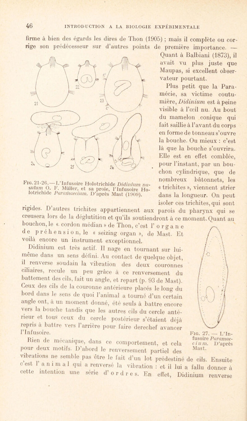 Fig. 21-26. L Infusoire Holotrichide Didinium na- sutum O. F. Muller, et sa proie, l’Infusoire Ho- lotricmde Paramaecium. D’après Mast (1909). firme à bien des égards les dires de Thon (1905) ; mais il complète ou cor- rige son prédécesseur sur d’autres points de première importance. — Quant à Balbiani (1873), il avait vu plus juste que Maupas, si excellent obser- vateur pourtant. Plus petit que la Para- mécie, sa victime coutu- mière, Didinium est à peine visible à l’œil nu. Au bout du mamelon conique qui fait saillie à l’avant du corps en forme de tonneau s’ouvre la bouche. Ou mieux : c’est là que la bouche s’ouvrira. Elle est en effet comblée, pour l’instant, par un bou- chon cylindrique, que de nombreux bâtonnets, les « trichites », viennent strier dans la longueur. On peut isoler ces trichites, qui sont rigides. D autres trichites appartiennent aux parois du pharynx qui se creusera lors de la déglutition et qu'ils soutiendront à ce moment. Quant au bouchon, le «. cordon médian » de Thon, c’est l’organe de préhension, le « seizing organ », de Mast. Et voilà encore un instrument exceptionnel. Didinium est très actif. Il nage en tournant sur lui- même dans un sens défini. Au contact de quelque objet, il renverse soudain la vibration des deux couronnes ciliaires, recule un peu grâce à ce renversement du battement des cils, fait un angle, et repart (p. 93 de Mast). Ceux des cils de la couronne antérieure placés le long du bord dans le sens de quoi l’animal a tourné d’un certain angle ont, à un moment donné, été seuls à battre encore vers la bouche tandis que les autres cils du cercle anté- rieur et tous ceux du cercle postérieur s’étaient déjà repris à battre vers l’arrière pour faire derechef avancer l’Infusoire. Rien de mécanique, dans ce comportement, et cela pour deux motifs. D’abord le renversement partiel des vibrations ne semble pas être le fait d’un lot prédestiné de cils. Ensuite c est 1 a n i m a 1 qui a renversé la vibration : et il lui a fallu donner à cette intention une série d’ordres. En effet, Didinium renverse Fig. 27. — L’In- fusoire Paramae- cium. D’après Mast.
