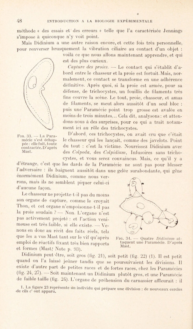 méthode « des essais et des erreurs » telle que Ta caractérisée Jennings s’impose à quiconque n’y voit point. Mais Didinium a une autre raison encore, et cette fois très personnelle, pour renverser brusquement la vibration ciliaire au contact d’un objet : voilà ce que nous allons maintenant apprendre, et qui est des plus curieux. Capture des proies. — Le contact qui s’établit d’a- bord entre le chasseur et la proie est fortuit. Mais, nor- malement, ce contact se transforme en une adhérence définitive. Après quoi, si la proie est armée, pour sa défense, de trichocystes, un fouillis de filaments très fins couvre la scène. Le tout, proie, chasseur, et amas de filaments, se meut alors aussitôt d’un seul bloc : puis une Paramécie point trop grosse est avalée en moins de trois minutes... Cela dit, analysons: et atten- dons-nous à des surprises, pour ce qui a trait notam- ment ici au rôle des trichocystes. D’abord; ces trichocystes, on avait cru que c’était le chasseur qui les lançait, comme des javelots. Point du tout : c’est la victime. Nourrissez Didinium avec des Colpoda, des Colpidium, Infusoires sans tricho- cystes, et vous serez convaincus. Mais, ce qu’il y a d’étrange, c’est que les dards de la Paramécie ne sont pas pour blesser 1 adversaire : ils baignent aussitôt dans une gelée surabondante, qui gêne énormément Didinium, comme nous ver- rons, mais ils ne semblent piquer celui-ci d’aucune façon. Le chasseur ne projette-t-il pas du moins son organe de capture, comme le croyait Thon, et cet organe n’empoisonne-t-il pas la proie soudain ? — Non. L’organe n’est pas activement projeté : et l’action veni- meuse est très faible, si elle existe. — Ve- nons en donc au récit des faits réels, tels que les a vus Mast tant sur le vif qu’après emploi de réactifs fixant très bien rapports et formes (Mast; Note p. 93). Didinium peut être, soit gros (fig. 21), soit petit (fig. 22) (1). Il est petit quand on la laissé jeûner tandis que se poursuivaient les divisions. Il existe d autre part de petites races et de fortes races, chez les Paramécies (fig. 24, 27). Soit maintenant un Didinium plutôt gros, et une Paramécie de faible taille (fig. 24). L organe de préhension du carnassier affleurait : il 'de^cih^’^nt appari?r^Sen^e ^ inc^v^u cIlli prépare une division : de nouveaux cercles Fig. 34. — Quatre Didinium at- taquent une Paramécie. D’après Mast. Fig. 33. — La Para- mécie s’est échap- pée: elle fuit, toute contractée. D’après Mast.