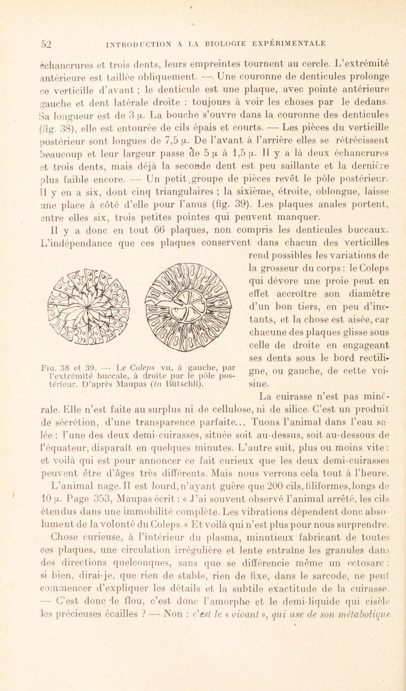 échancrures et trois dents, leurs empreintes tournent au cercle. L’extrémité antérieure est taillée obliquement. —. Une couronne de denticules prolonge ce verticille d’avant ; le denticule est une plaque, avec pointe antérieure gauche et dent latérale droite : toujours à voir les choses par le dedans. Sa longueur est de 3 g. La bouche s’ouvre dans la couronne des denticules jfïg. 38), elle est entourée de cils épais et courts. — Les pièces du verticille postérieur sont longues de 7,5 g. De l’avant à l’arrière elles se rétrécissent beaucoup et leur largeur passe cie 5 p. à 1,5 g. Il y a là deux échancrures et trois dents, mais déjà la seconde dent est peu saillante et la dernière plus faible encore. —- Un petit .groupe de pièces revêt le pôle postérieur. Il y en a six, dont cinq triangulaires ; la sixième, étroite, oblongue, laisse une place à côté d’elle pour l’anus (fig. 39). Les plaques anales portent, entre elles six, trois petites pointes qui peuvent manquer. Il y a donc en tout 66 plaques, non compris les denticules buccaux. L’indépendance que ces plaques conservent dans chacun des verticilles rend possibles les variations de la grosseur du corps : leColeps qui dévore une proie peut en effet accroître son diamètre d’un bon tiers, en peu d’ins- tants, et la chose est aisée, car chacune des plaques glisse sous celle de droite en engageant ses dents sous le bord rectili- gne, ou gauche, de cette voi- sine. La cuirasse n’est pas miné- rale. Elle n’est faite au surplus ni de cellulose, ni de silice. C’est un produit de sécrétion, d’une transparence parfaite... Tuons l’animal dans l’eau sa- lée : l’une des deux demi-cuirasses, située soit au-dessus, soit au-dessous de l’équateur, disparaît en quelques minutes. L’autre suit, plus ou moins vite: et voilà qui est pour annoncer ce fait curieux que les deux demi-cuirasses peuvent être d’âges très différents. Mais nous verrons cela tout à l’heure. L’animal nage. Il est lourd,n’ayant guère que 200 cils, filiformes,longs de 10 g. Page 353, Maupas écrit : « J’ai souvent observé l’animal arrêté, les cils étendus dans une immobilité complète. Les vibrations dépendent donc abso fument de la volonté du Coleps. » Et voilà qui n’est plus pour nous surprendre. Chose curieuse, à l’intérieur du plasma, minutieux fabricant de toutes ces plaques, une circulation irrégulière et lente entraîne les granules dans des directions quelconques, sans que se différencie même un ectosarc : si bien, dirai-je, que rien de stable, rien de fixe, dans le sarcode, ne peut commencer d’expliquer les détails et la subtile exactitude de la cuirasse. — C’est donc de flou, c’est donc l’amorphe et le demi-liquide qui cisèle les précieuses écailles ? —• Non : c’est le << vivant », qui use de son métabolique Fig. 38 et 39. —- Le Coleps vu, à gauche, par l’extrémité buccale, à droite par le pôle pos- térieur. D’après Maupas (in Bütschli).