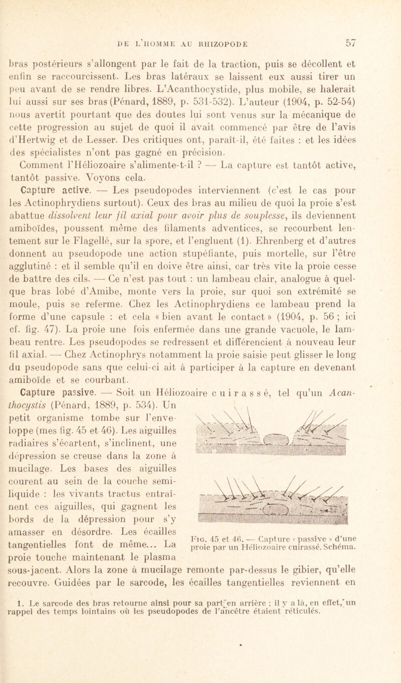 bras postérieurs s’allongent par le fait de la traction, puis se décollent et enfin se raccourcissent. Les bras latéraux se laissent eux aussi tirer un peu avant de se rendre libres. L’Acanthocystide, plus mobile, se halerait lui aussi sur ses bras (Pénard, 1889, p. 531-532). L’auteur (1904, p. 52-54) nous avertit pourtant que des doutes lui sont venus sur la mécanique de cette progression au sujet de quoi il avait commencé par être de l’avis d’Hertwig et de Lesser. Des critiques ont, paraît-il, été faites : et les idées des spécialistes n’ont pas gagné en précision. Gomment F Héliozoaire s’alimente-t-il ? — La capture est tantôt active, tantôt passive. Voyons cela. Capture active. — Les pseudopodes interviennent (c’est le cas pour les Actinophrydiens surtout). Ceux des bras au milieu de quoi la proie s’est abattue dissolvent leur fil axial pour avoir plus de souplesse, ils deviennent amiboïdes, poussent même des filaments adventices, se recourbent len- tement sur le Flagellé, sur la spore, et l’engluent (1). Ehrenberg et d’autres donnent au pseudopode une action stupéfiante, puis mortelle, sur l’être agglutiné : et il semble qu’il en doive être ainsi, car très vite la proie cesse de battre des cils. -—- Ce n’est pas tout : un lambeau clair, analogue à quel- que bras lobé d’Amibe, monte vers la proie, sur quoi son extrémité se moule, puis se referme. Chez les Actinophrydiens ce lambeau prend la forme d’une capsule : et cela « bien avant le contact » (1904, p. 56 ; ici cf. fig. 47). La proie une fois enfermée dans une grande vacuole, le lam- beau rentre. Les pseudopodes se redressent et différencient à nouveau leur fil axial. — Chez Actinophrys notamment la proie saisie peut glisser le long du pseudopode sans que celui-ci ait à participer à la capture en devenant amiboïde et se courbant. Capture passive. — Soit un Héliozoaire cuirassé, tel qu’un Acan- thocystis (Pénard, 1889, p. 534). Un • \ V petit organisme tombe sur l’enve- loppe (mes fig. 45 et 46). Les aiguilles radiaires s’écartent, s’inclinent, une dépression se creuse dans la zone à mucilage. Les bases des aiguilles courent au sein de la couche semi- liquide : les vivants tractus entraî- nent ces aiguilles, qui gagnent les bords de la dépression pour s’y amasser en désordre. Les écailles tangentielles font de même... La proie touche maintenant le plasma sous-jacent. Alors la zone à mucilage remonte par-dessus le gibier, qu’elle recouvre. Guidées par le sarcode, les écailles tangentielles reviennent en 1. Le sarcode des bras retourne ainsi pour sa part; en arrière ; il y a là, en efïetfun rappel des temps lointains où les pseudopodes de l’aficêtre étaient réticulés. Fig. 45 et 46. — Capture « passive » d’une proie par un Héliozoaire cuirassé. Schéma.