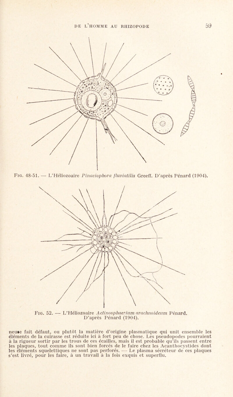 Fig. 52. — L’Héliozoaire Actinosphaerium arachnoideum Pénard. D’après Pénard (1904). neuse fait défaut, ou plutôt la matière d’origine plasmatique qui unit ensemble les éléments de la cuirasse est réduite ici à fort peu de chose. Les pseudopodes pourraient à la rigueur sortir par les trous de ces écailles, mais il est probable qu’ils passent entre les plaques, tout comme ils sont bien forcés de le faire chez les Acanthocystides dont les éléments squelettiques ne sont pas perforés. -—- Le plasma sécréteur de ces plaques s’est livré, pour les faire, à un travail à la fois exquis et superflu.